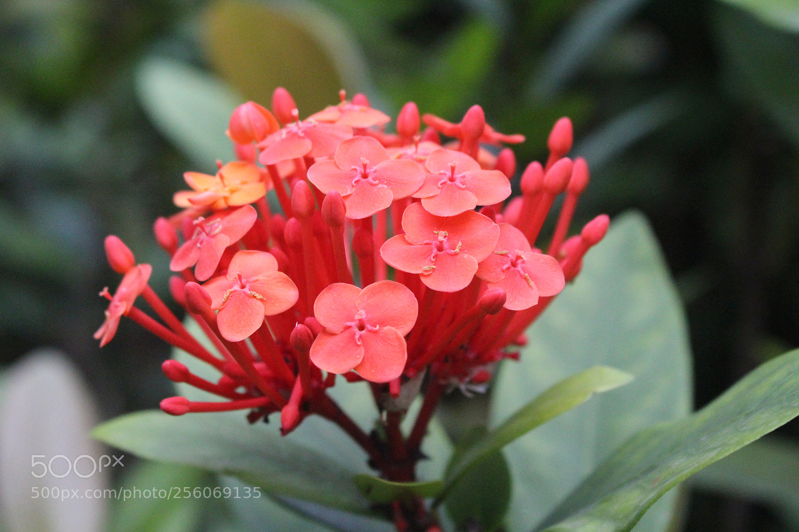 Canon EOS 700D (EOS Rebel T5i / EOS Kiss X7i) sample photo. Untitled photography