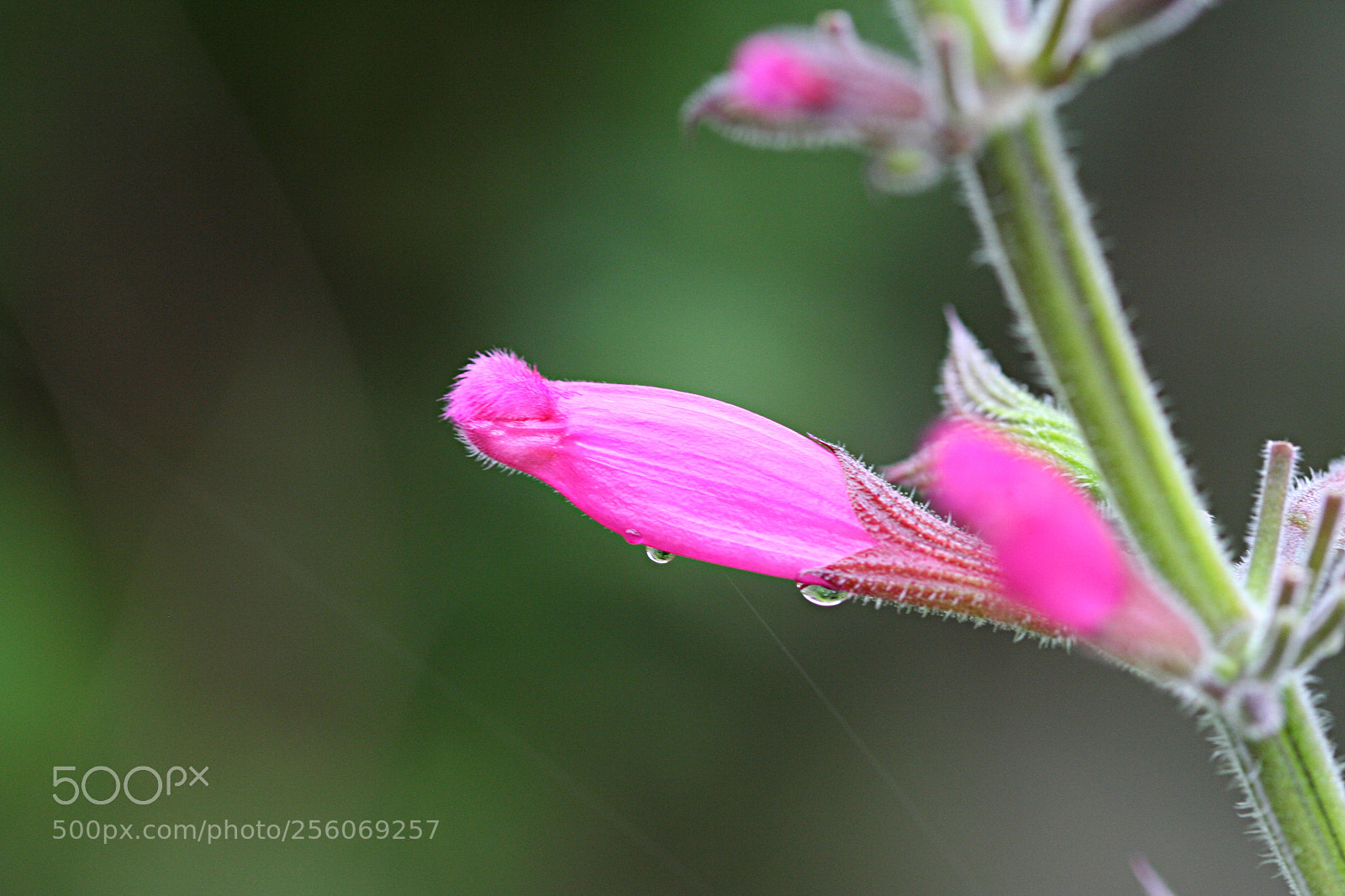 Canon EOS 350D (EOS Digital Rebel XT / EOS Kiss Digital N) sample photo. Little worlds photography