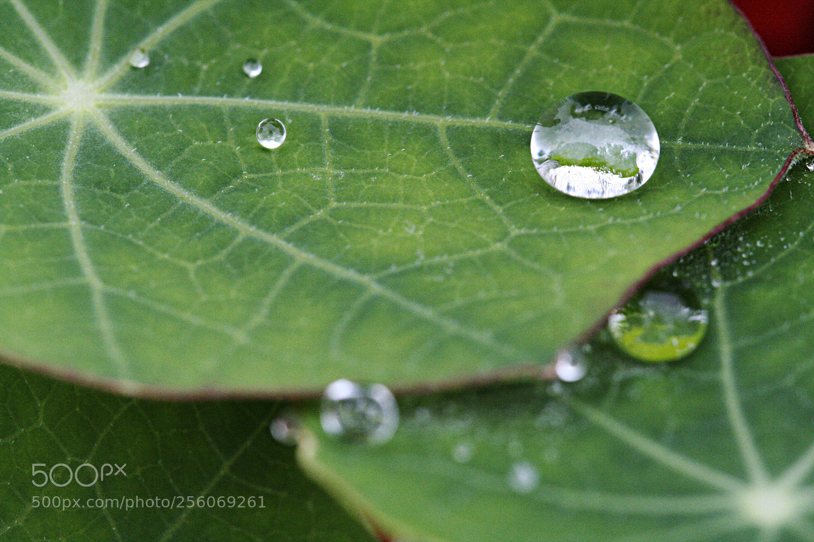 Canon EOS 350D (EOS Digital Rebel XT / EOS Kiss Digital N) sample photo. Little worlds photography