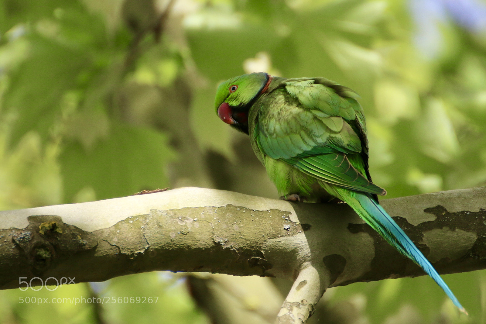 Canon EOS 70D sample photo. Untitled photography