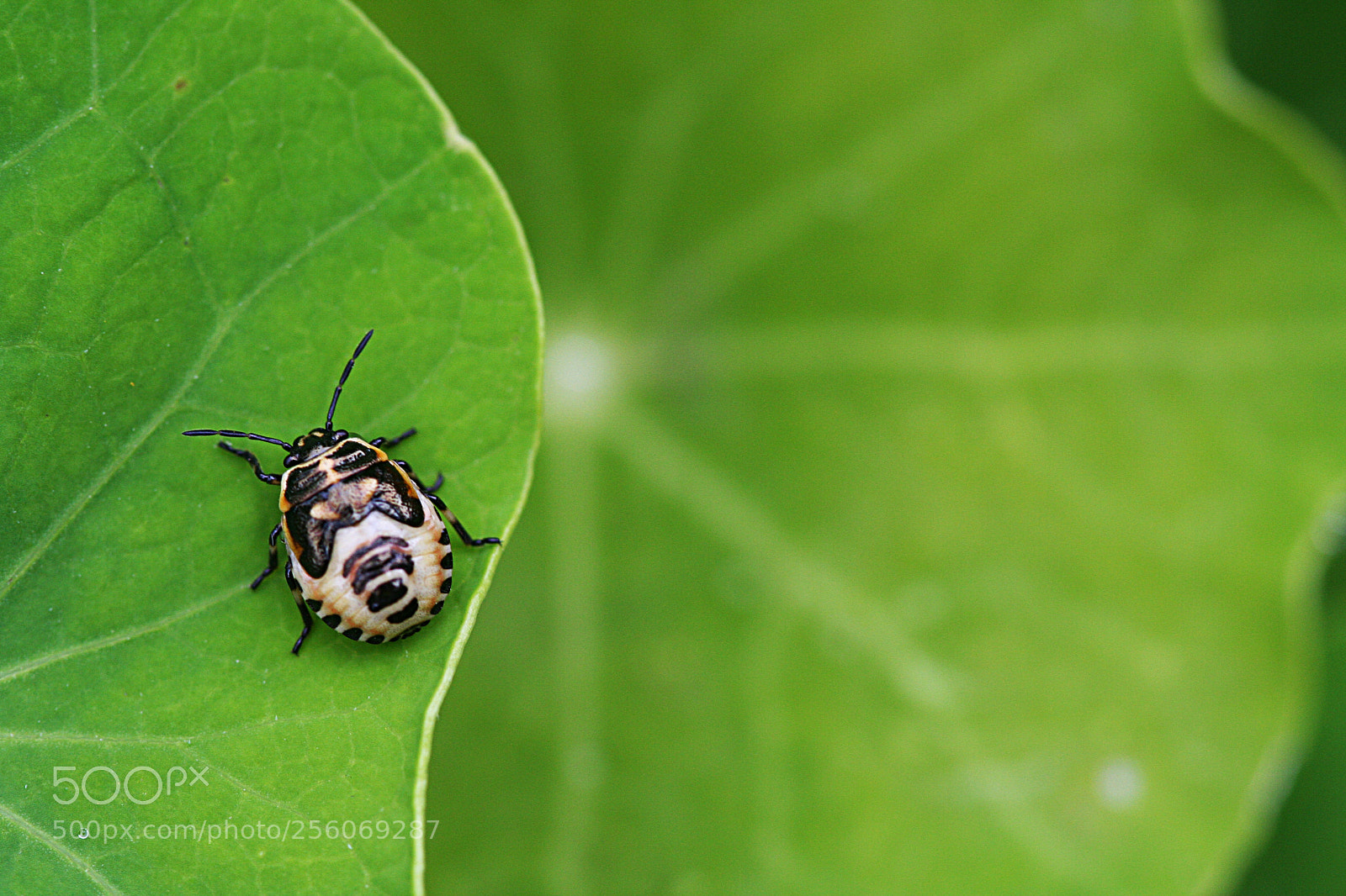 Canon EOS 350D (EOS Digital Rebel XT / EOS Kiss Digital N) sample photo. Little worlds photography