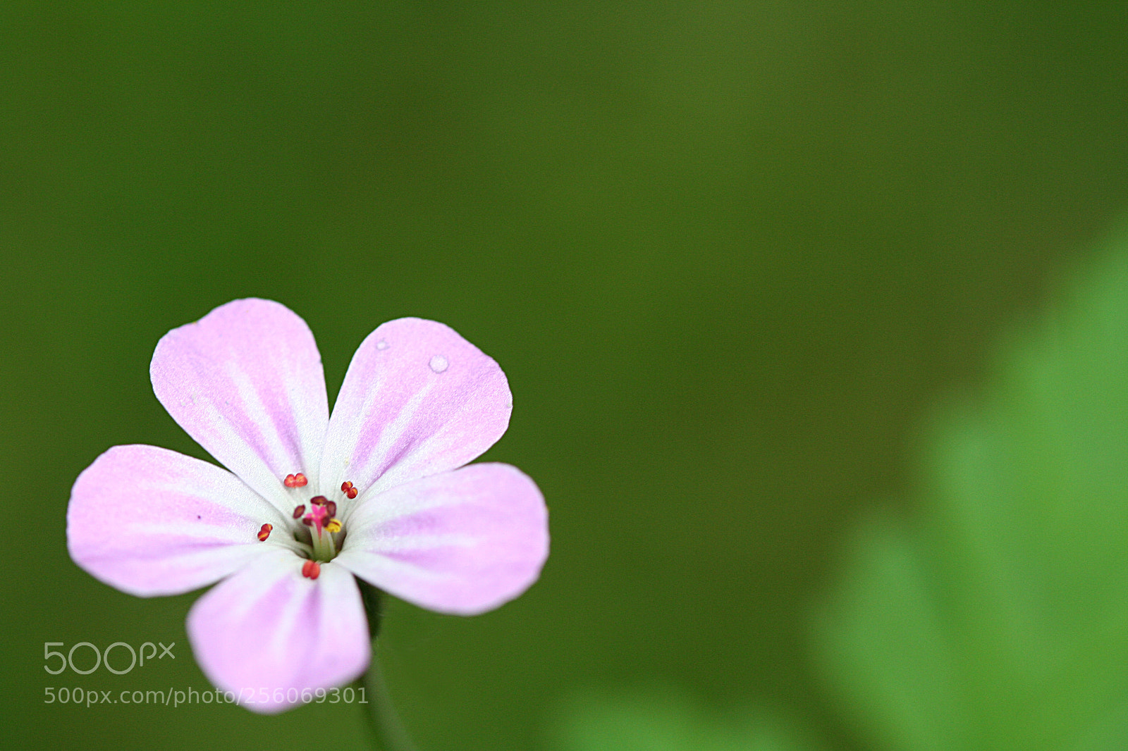 Canon EOS 350D (EOS Digital Rebel XT / EOS Kiss Digital N) sample photo. Little worlds photography