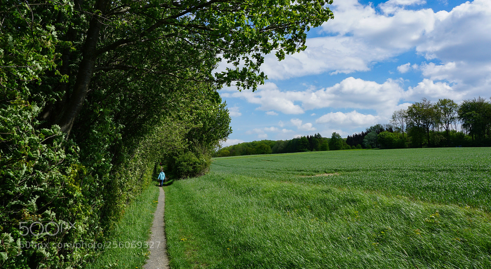 Sony a6000 sample photo. The walk photography