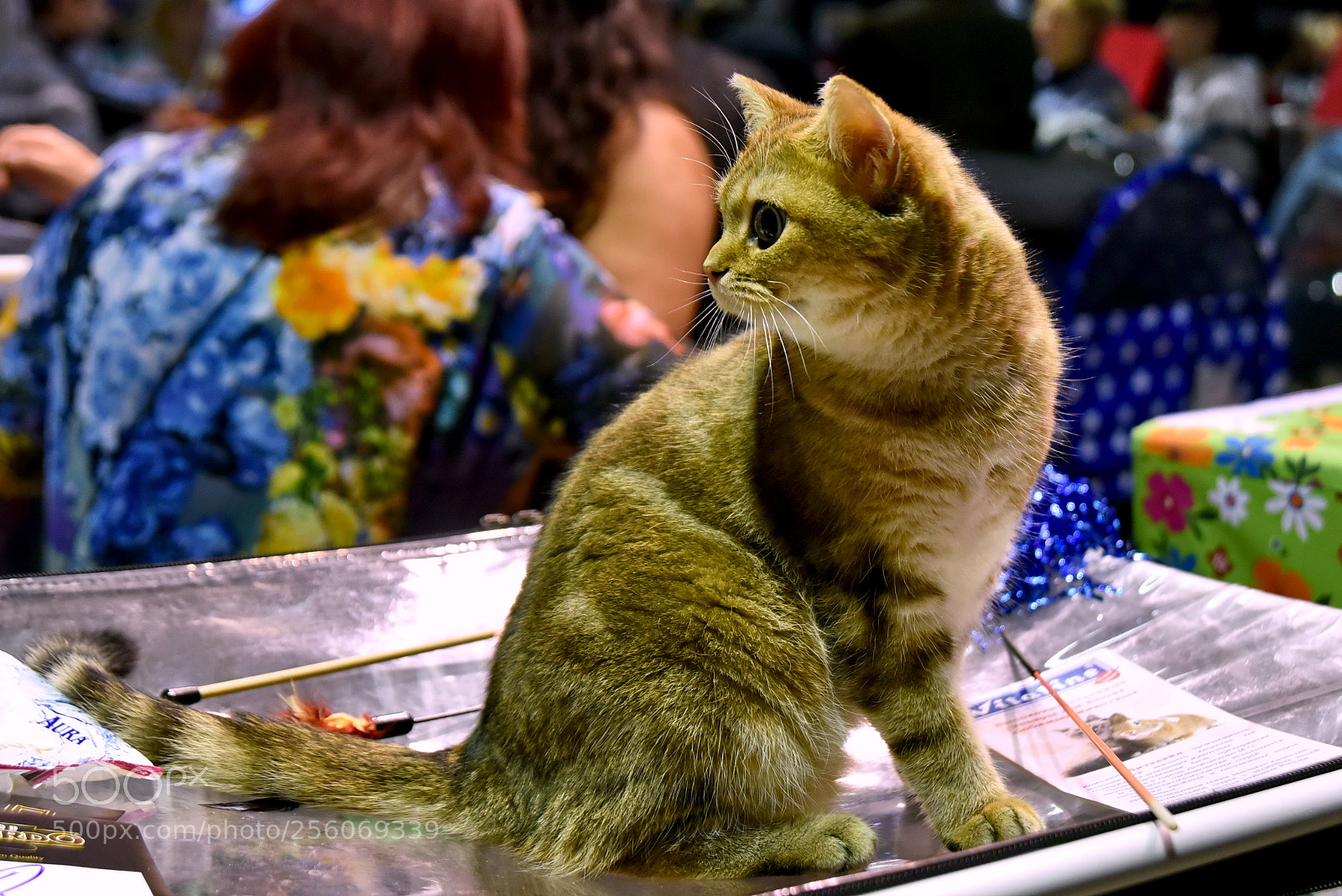 Nikon D750 sample photo. British kitten photography