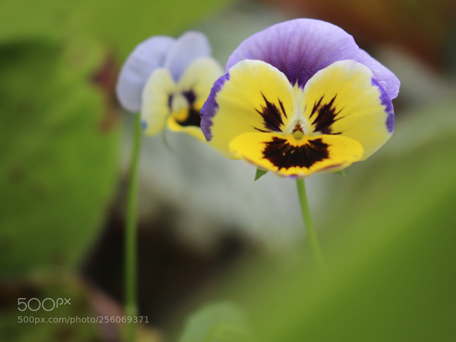 Canon EOS 700D (EOS Rebel T5i / EOS Kiss X7i) sample photo. Untitled photography