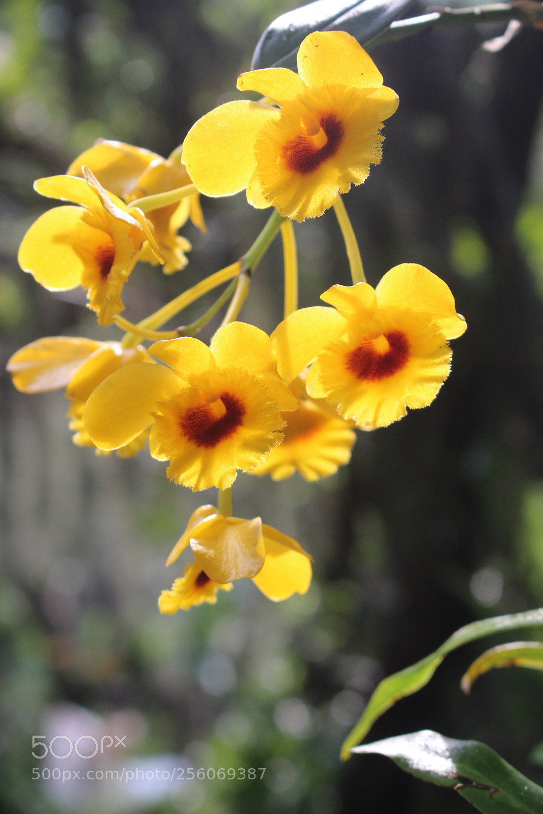 Canon EOS 700D (EOS Rebel T5i / EOS Kiss X7i) sample photo. Untitled photography