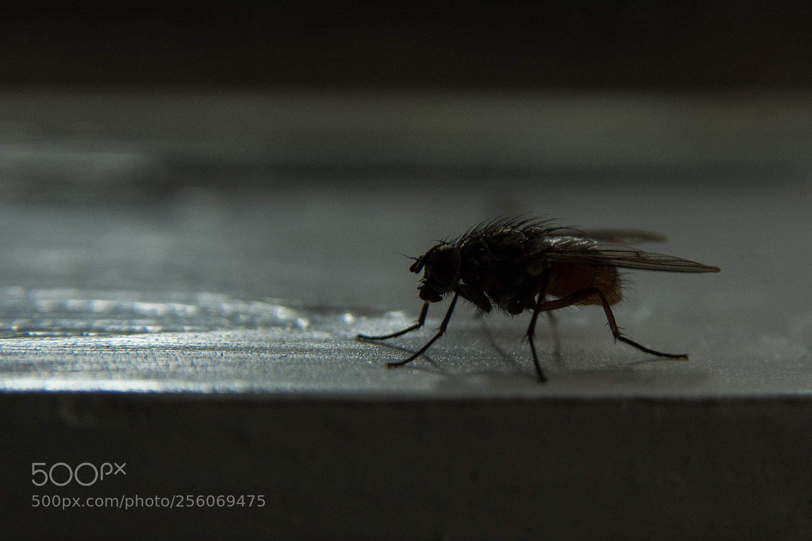Nikon D7100 sample photo. The monster photography
