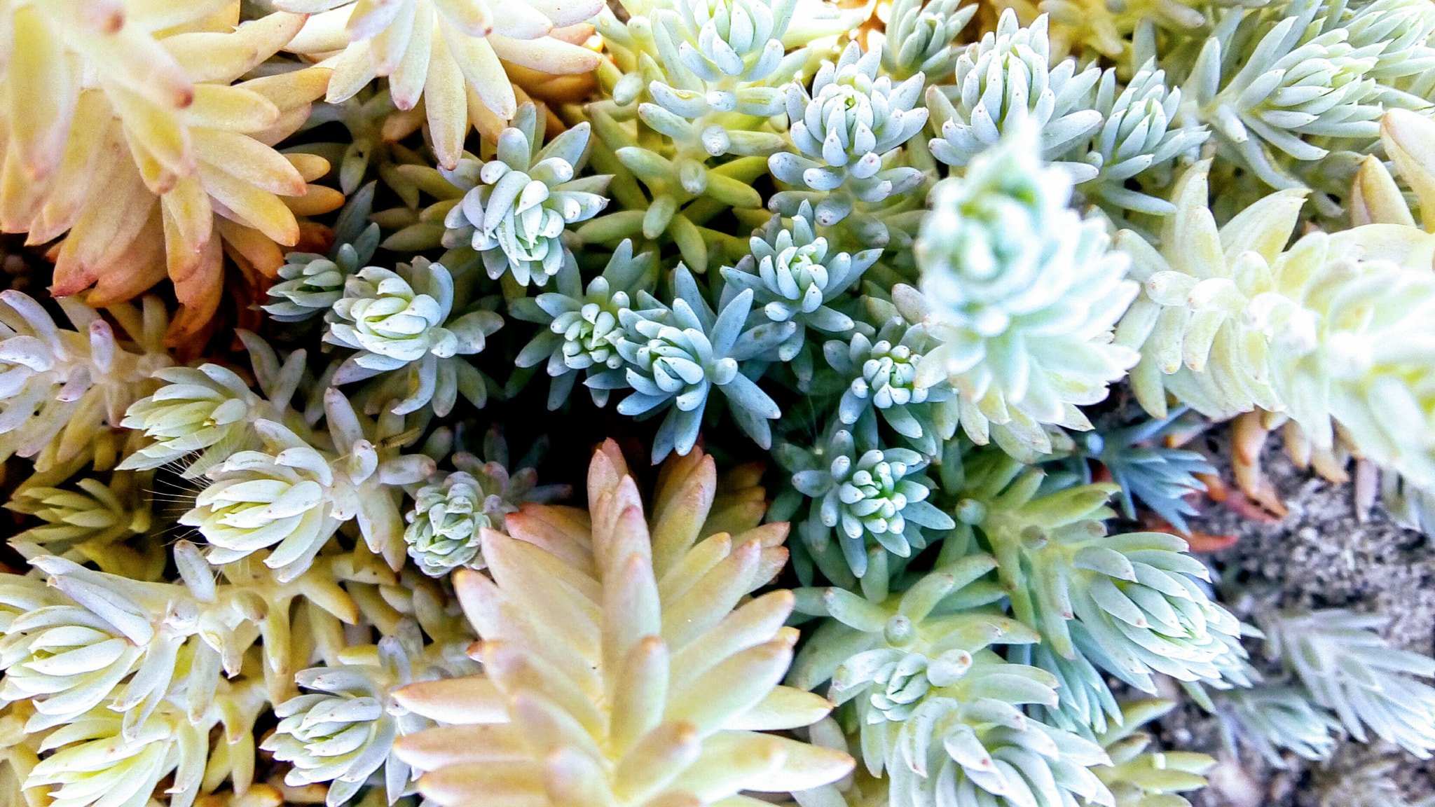 Lenovo VIBE K10 sample photo. Corals photography