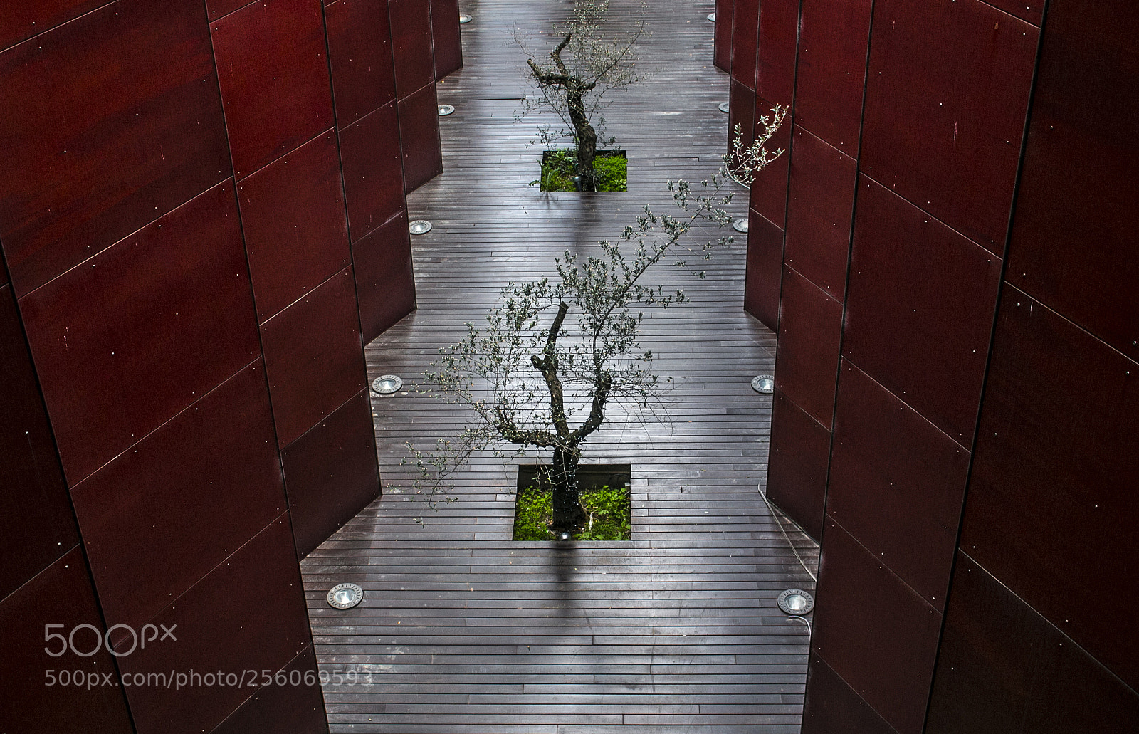 Canon EOS 70D sample photo. Trees in the window photography