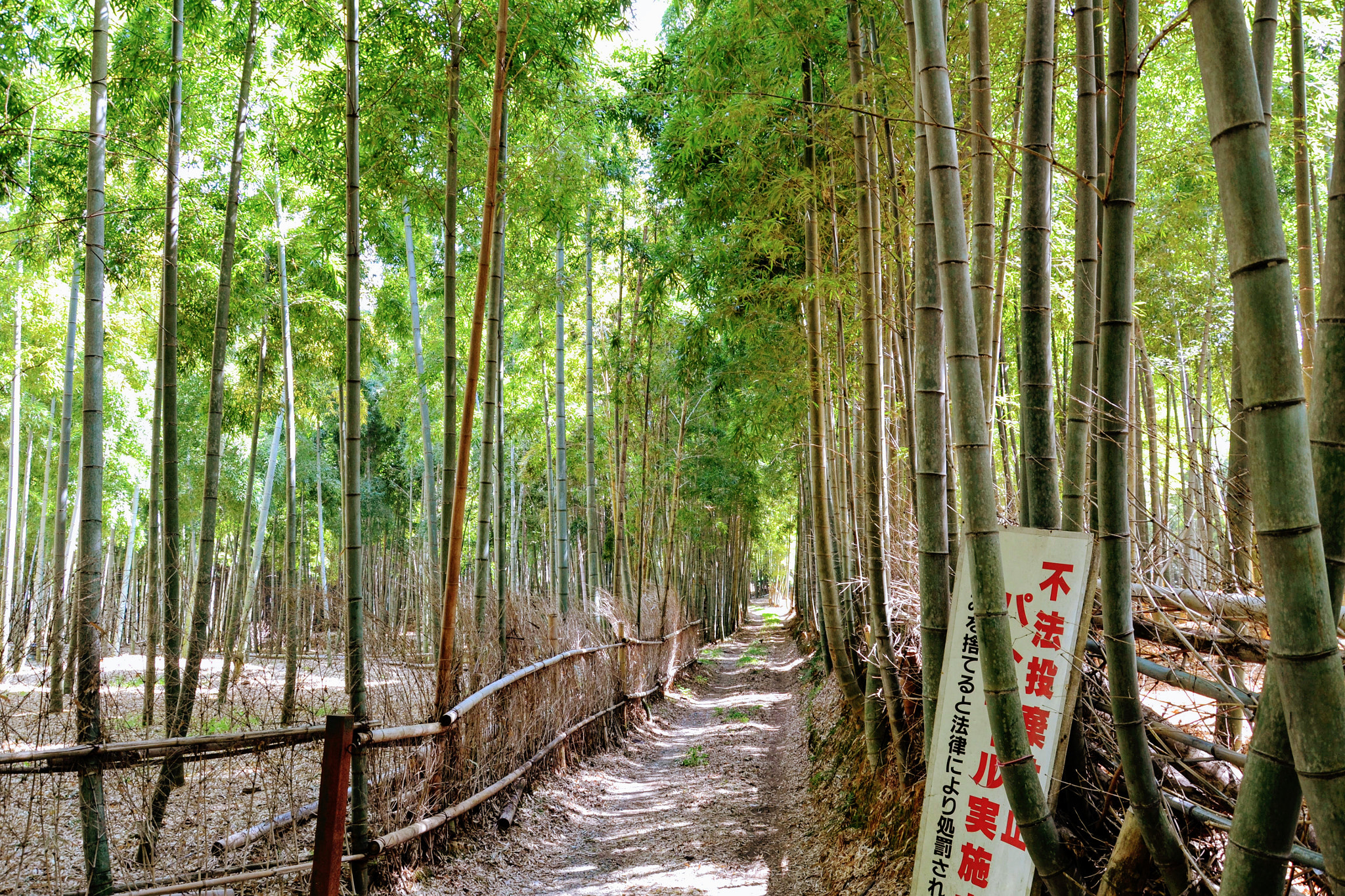 Nikon D3100 sample photo. Kyoto bamboo photography