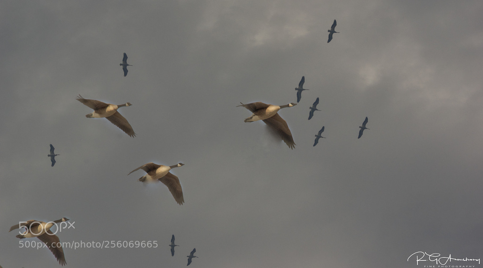 Pentax K-3 II sample photo. Four geese and nine photography