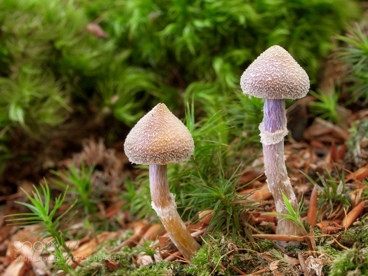 Olympus E-3 sample photo. Cortinarius flexipes ( pelargonium webcap) photography