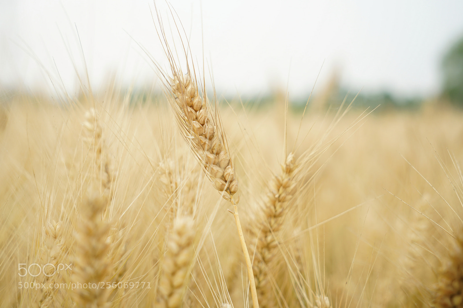 Sony a7 II sample photo. Untitled photography