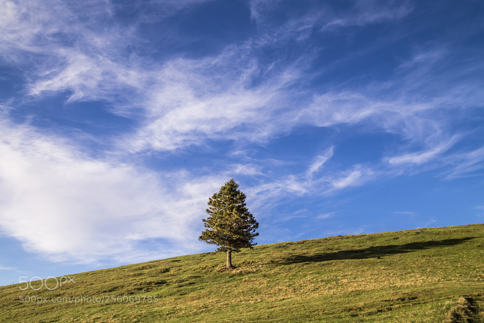 Canon EOS 6D sample photo. Tree photography