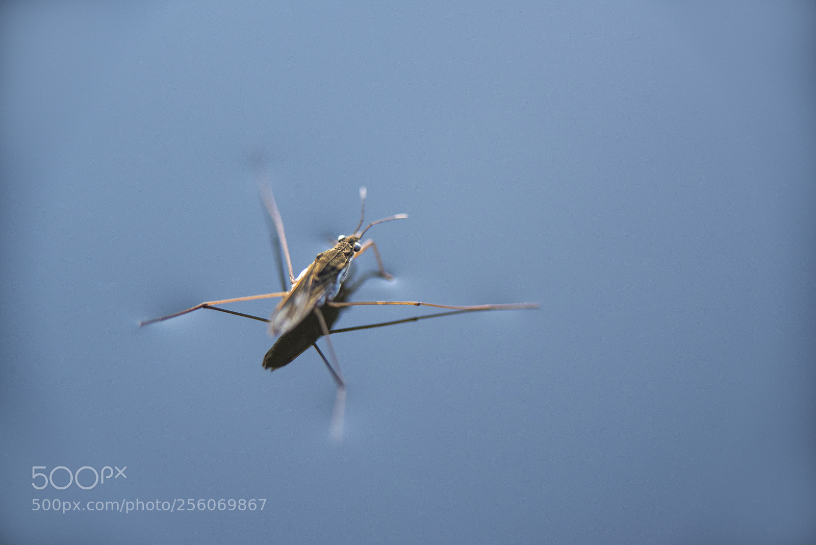 Nikon D750 sample photo. Water strider photography