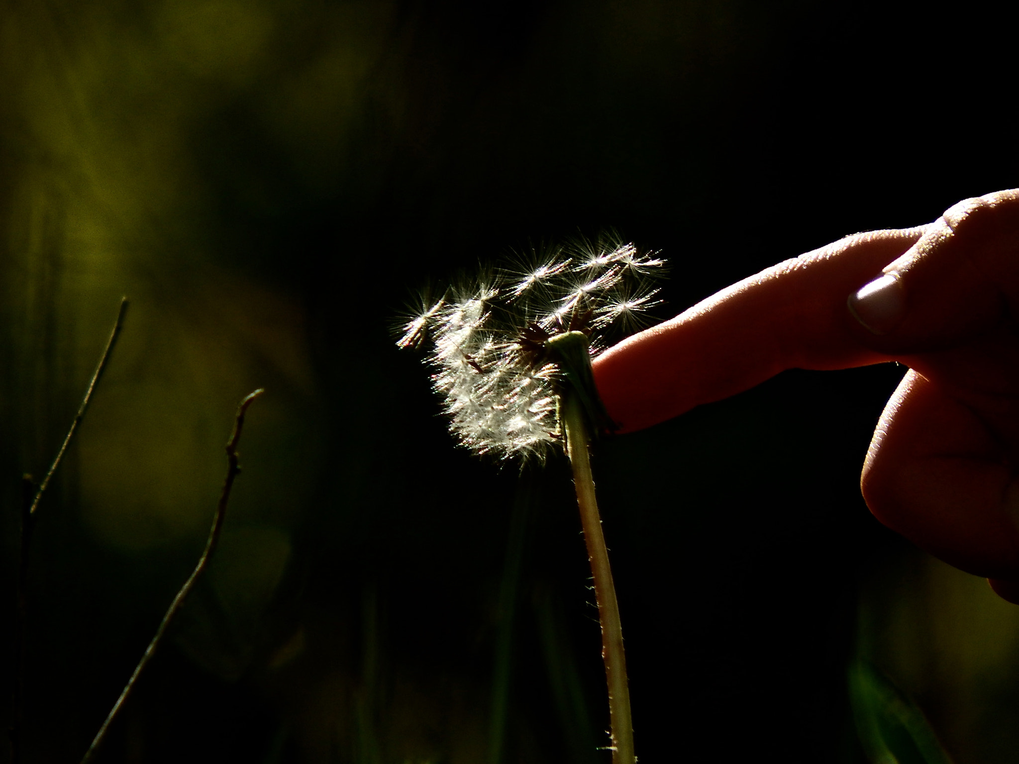 Fujifilm FinePix SL1000 sample photo. Dandelion photography