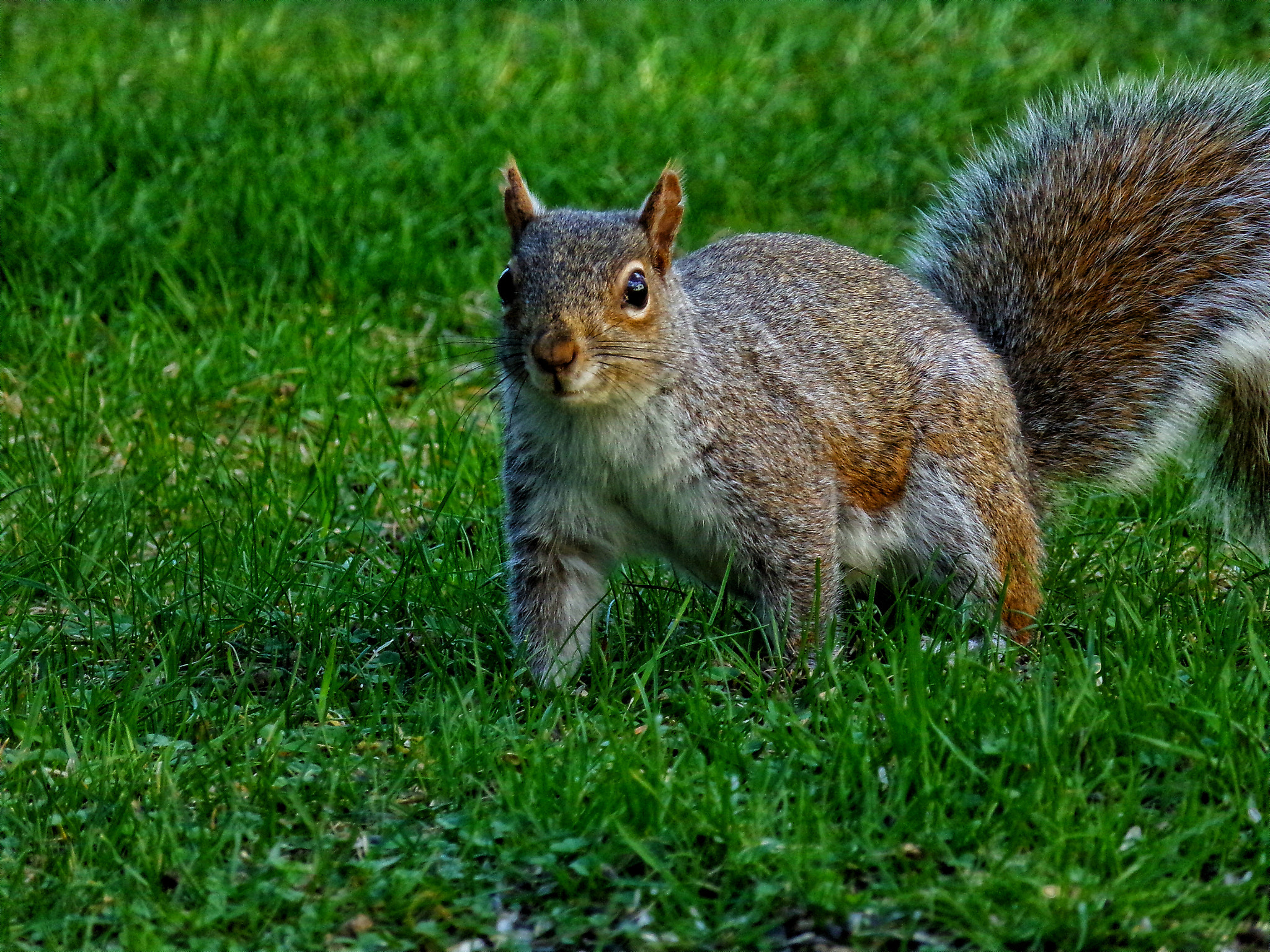 Kodak PIXPRO AZ501 sample photo. Squirrel photography