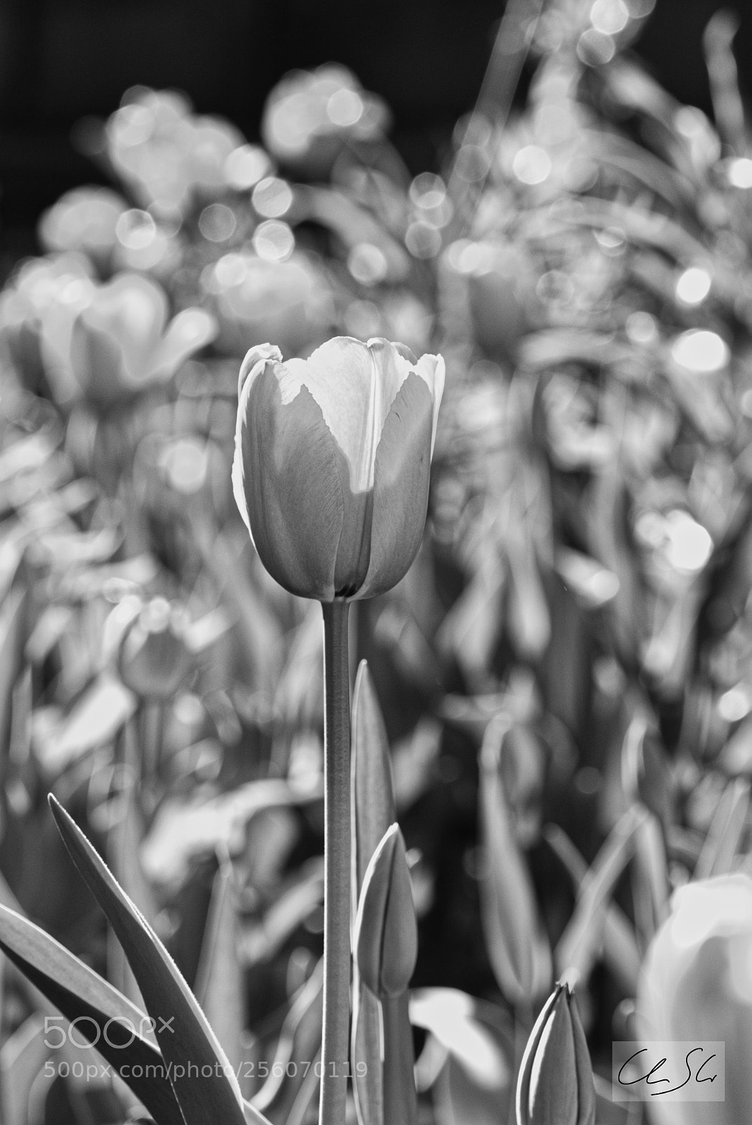 Canon EOS 500D (EOS Rebel T1i / EOS Kiss X3) sample photo. Posing flower photography