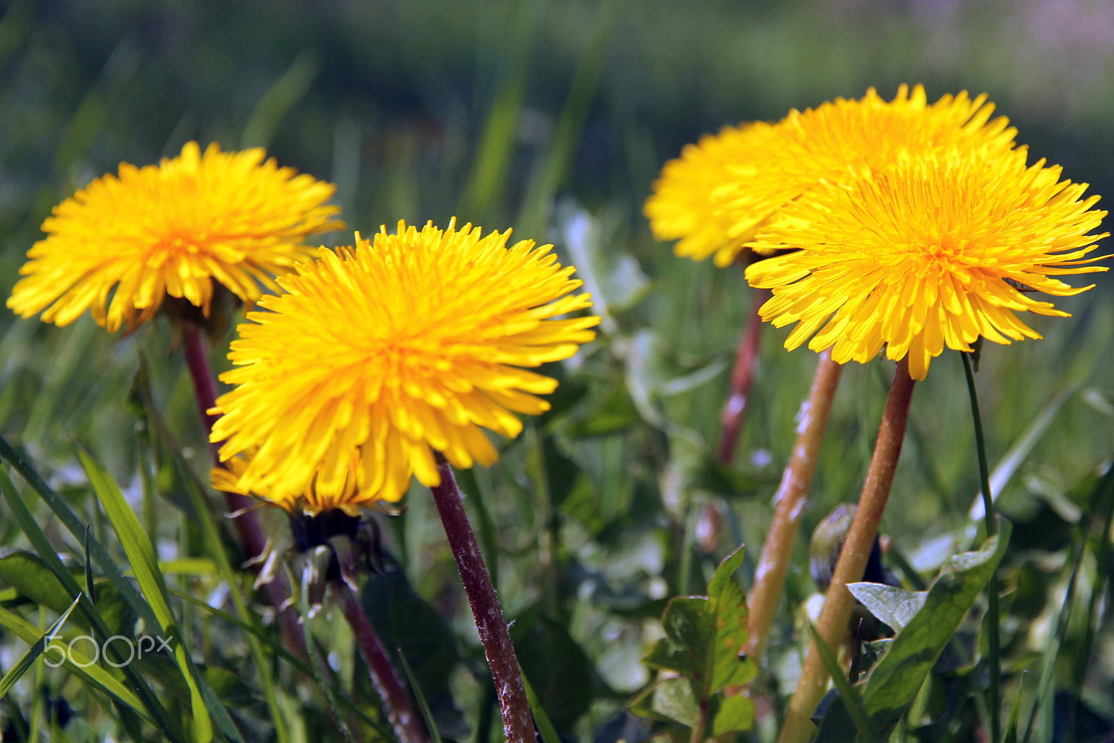 Canon EOS 60D + Canon EF-S 15-85mm F3.5-5.6 IS USM sample photo. Dandelion photography
