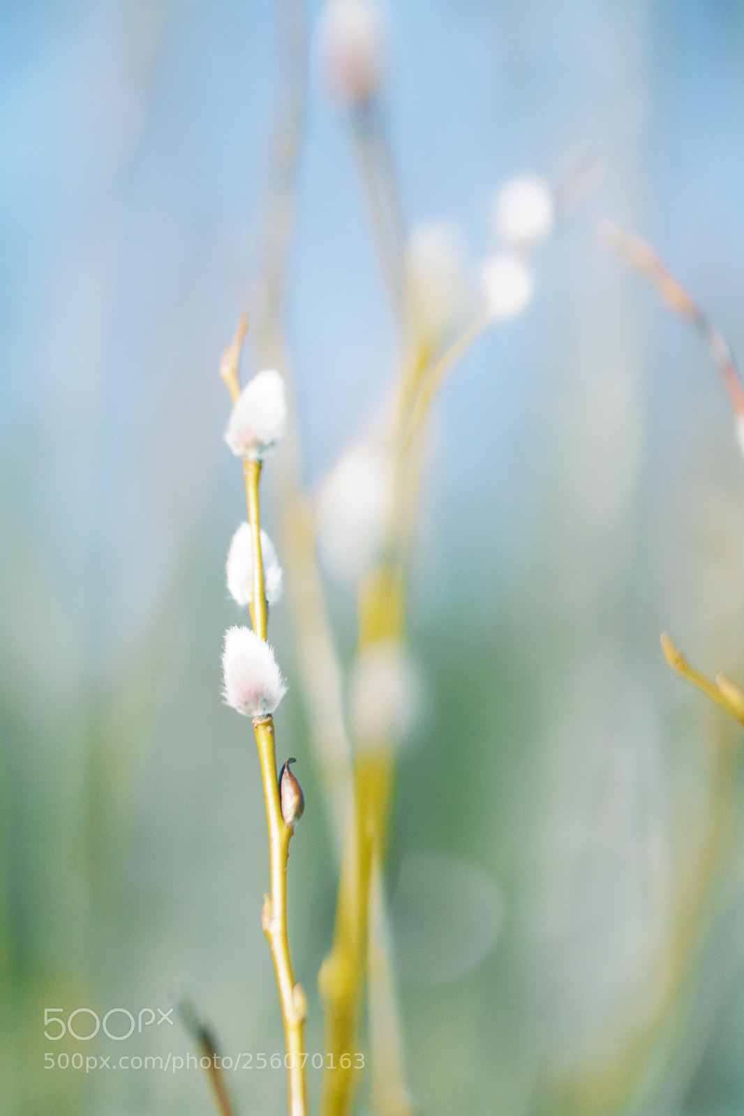 Canon EOS 70D sample photo. Img photography