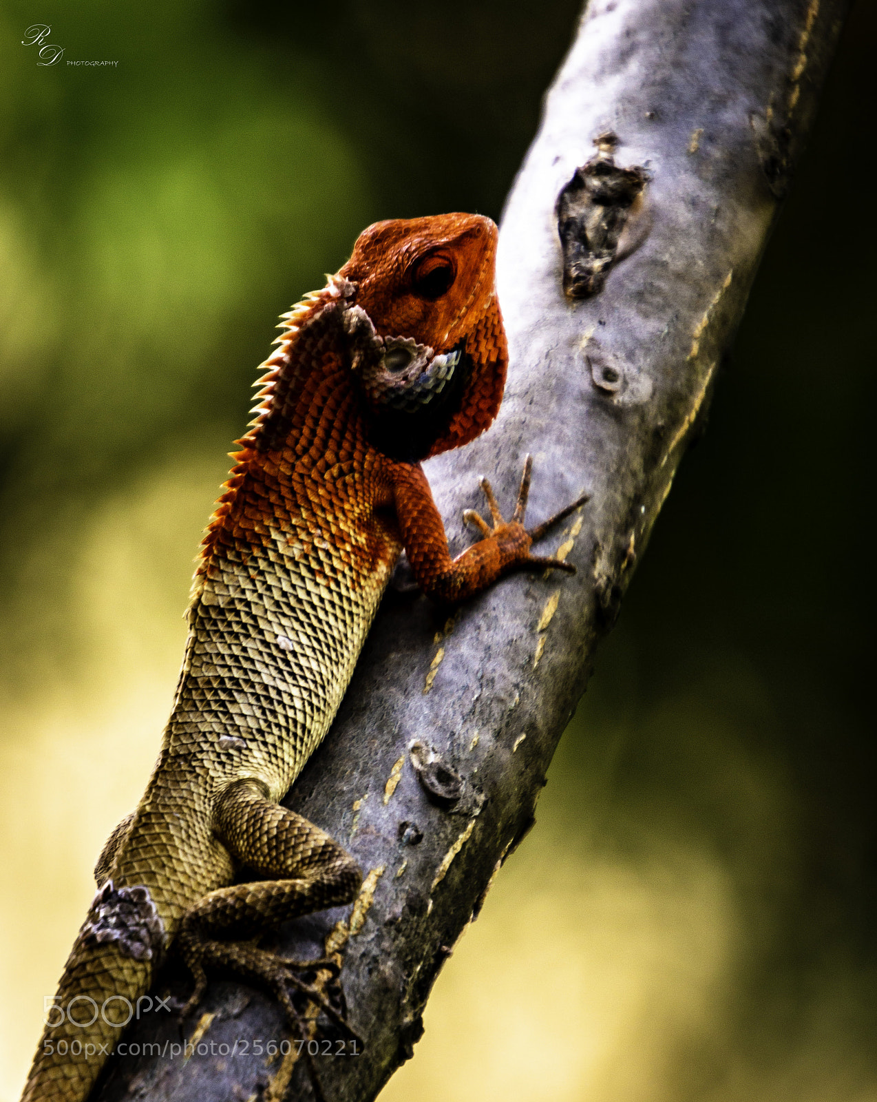 Canon EOS 70D sample photo. Chameleon in natural habitat photography