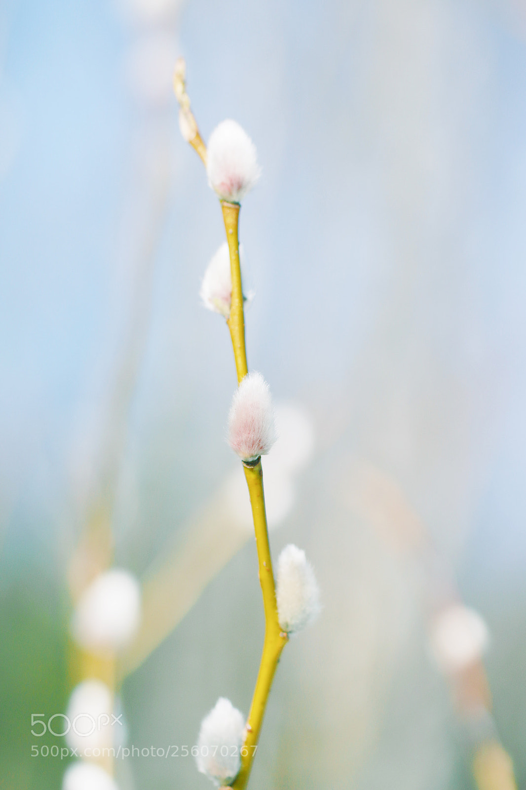 Canon EOS 70D sample photo. Img photography