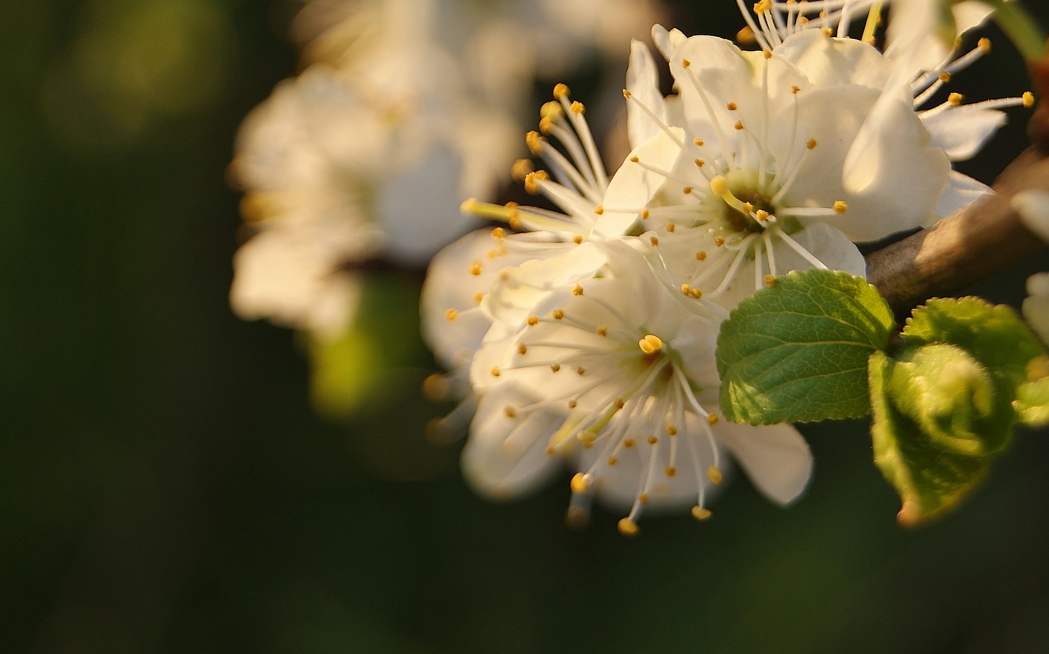Sony Alpha DSLR-A380 sample photo. Sunset wild white plum blossom... photography