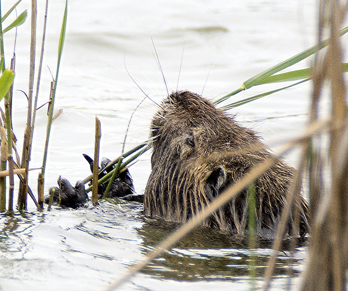 Nikon D7100 sample photo. A real monster photography