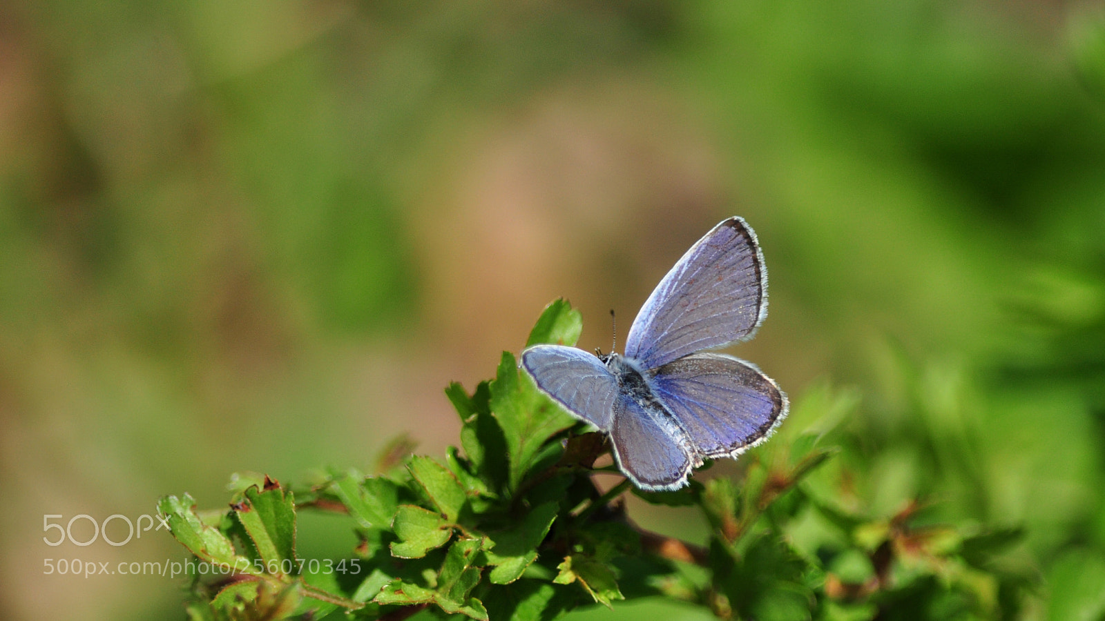 Nikon D90 sample photo. Untitled photography