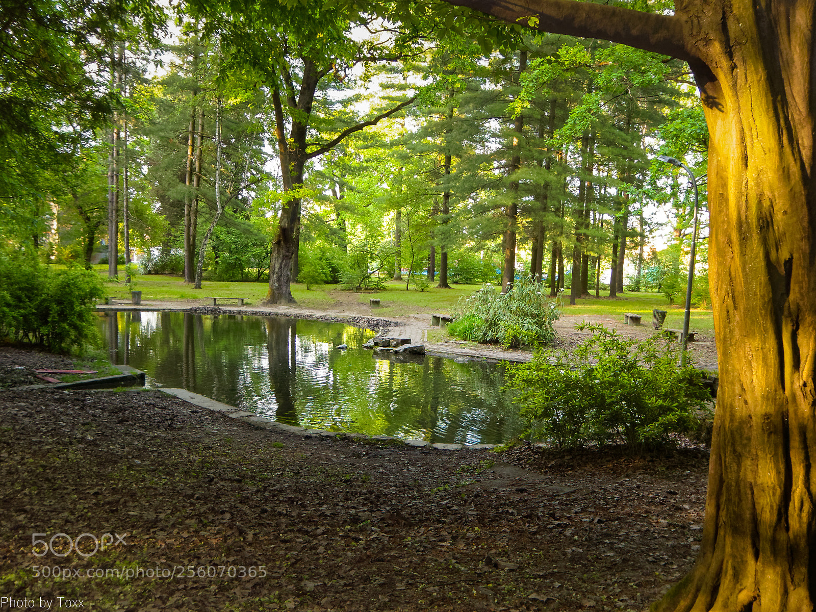 Panasonic Lumix DMC-ZS50 (Lumix DMC-TZ70) sample photo. Small fishpond in the photography