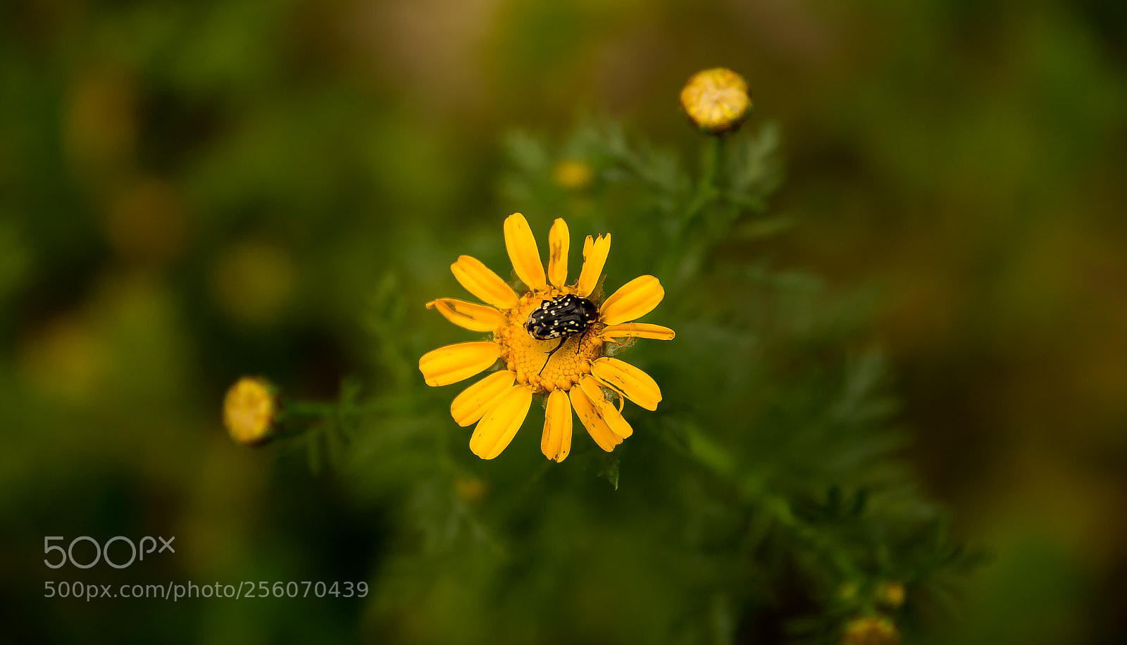Canon EOS 6D sample photo. Img photography