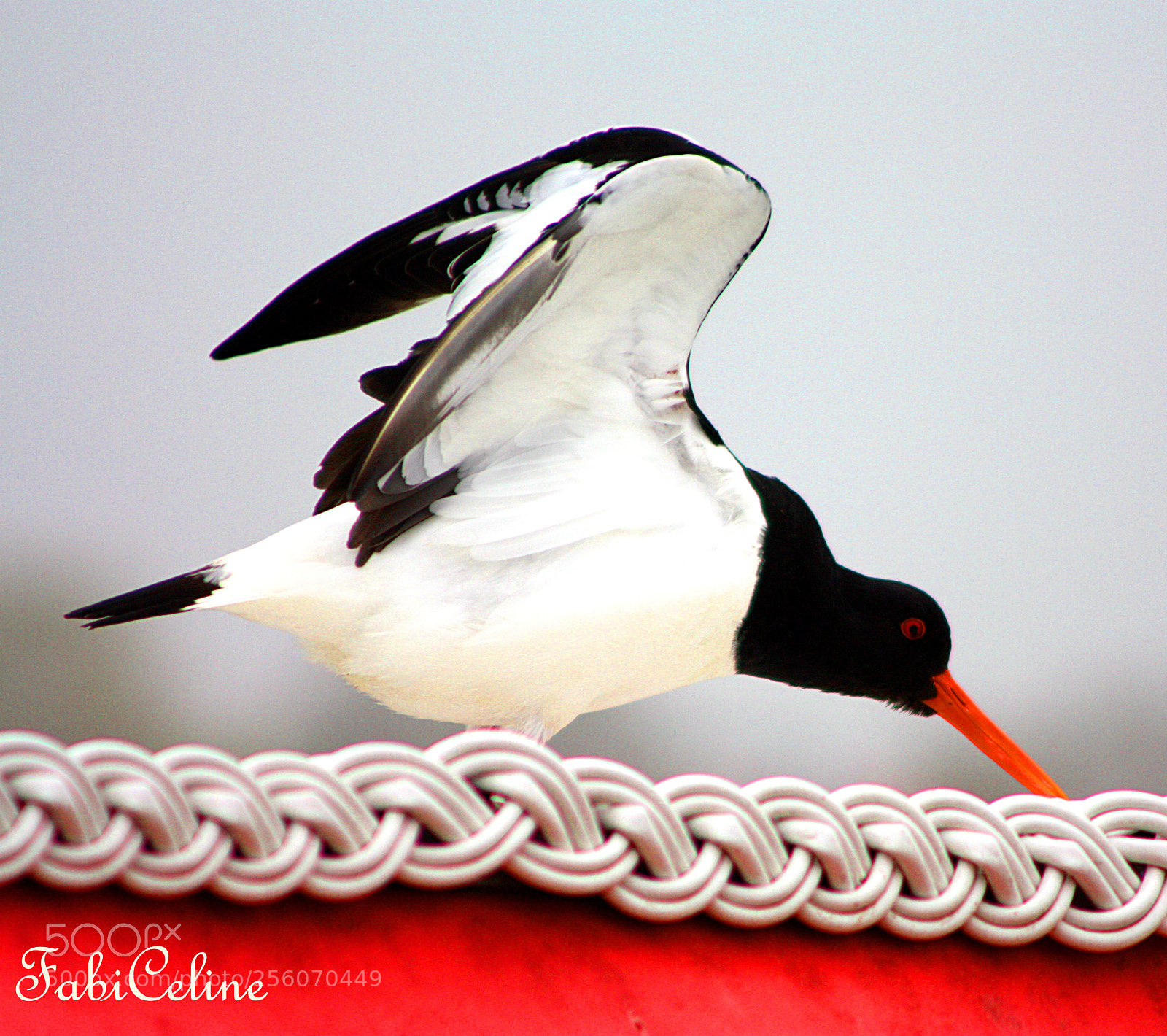 Canon EOS 450D (EOS Rebel XSi / EOS Kiss X2) sample photo. Oystercatcher on a beach photography