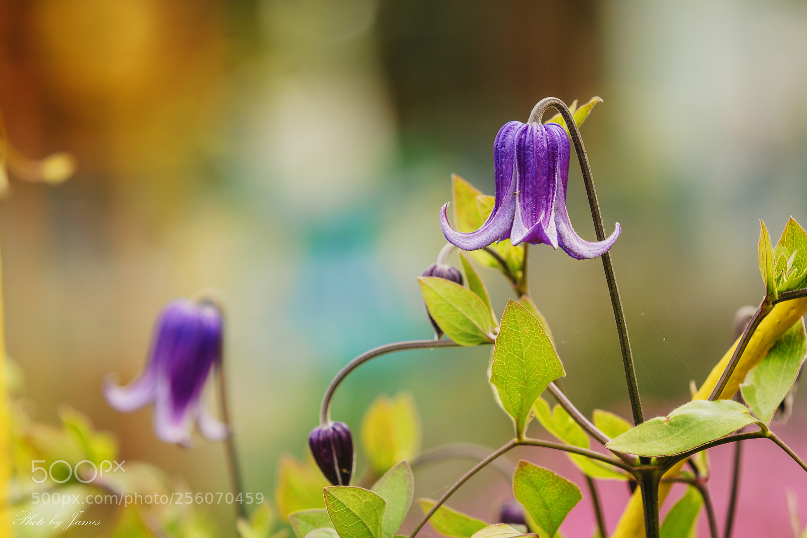 Canon EOS 60D sample photo. Clematis photography