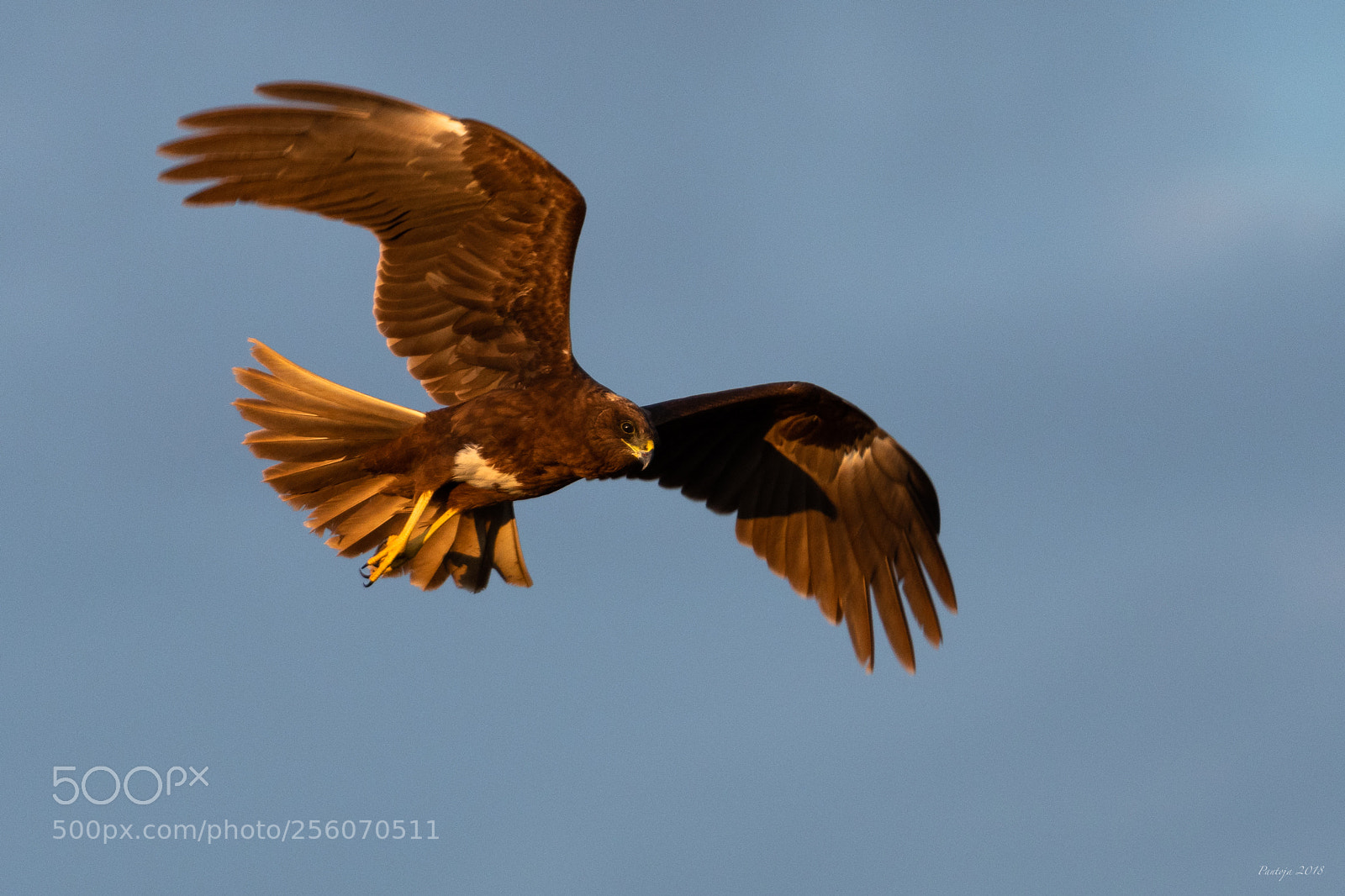 Nikon D500 sample photo. Marsh harrier photography