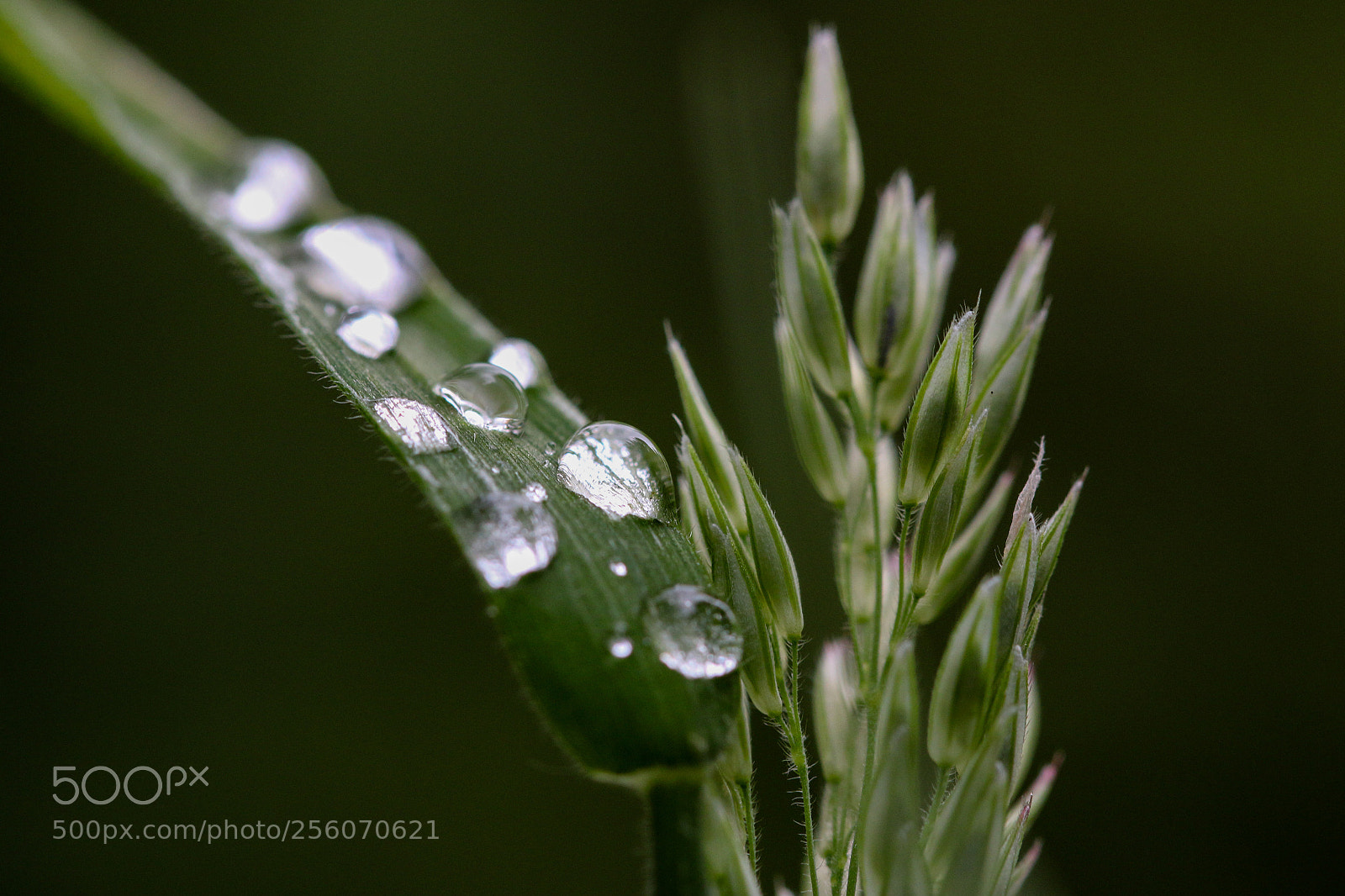 Canon EOS 70D sample photo. Untitled photography