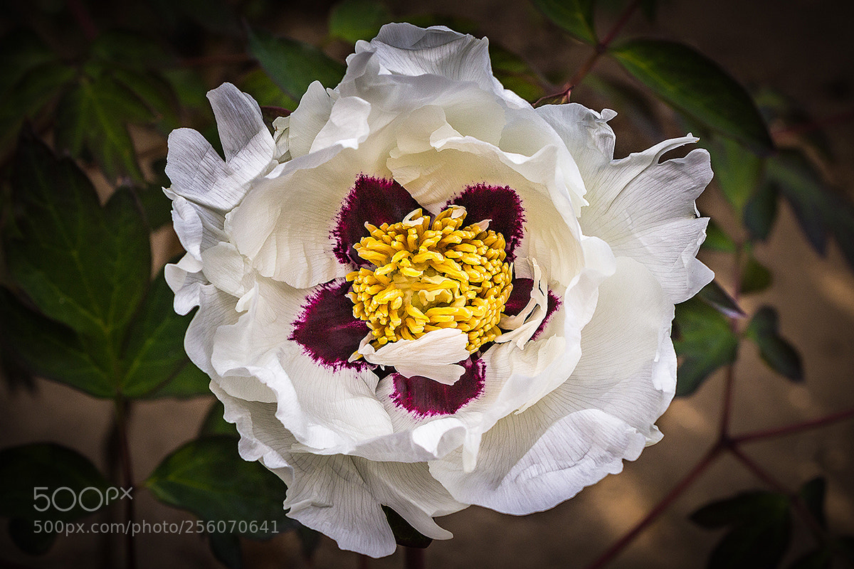 Canon EOS 600D (Rebel EOS T3i / EOS Kiss X5) sample photo. Peonia photography