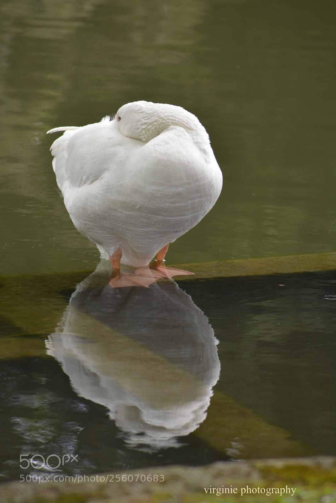 Nikon D5200 sample photo. Dans son reflet photography