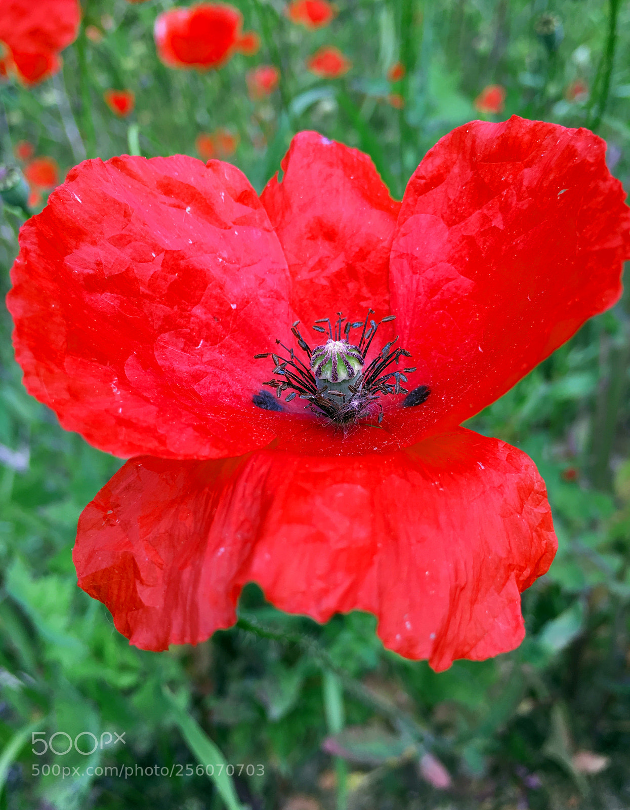 Apple iPhone 6s Plus sample photo. Amapola. papaver rhoeas photography