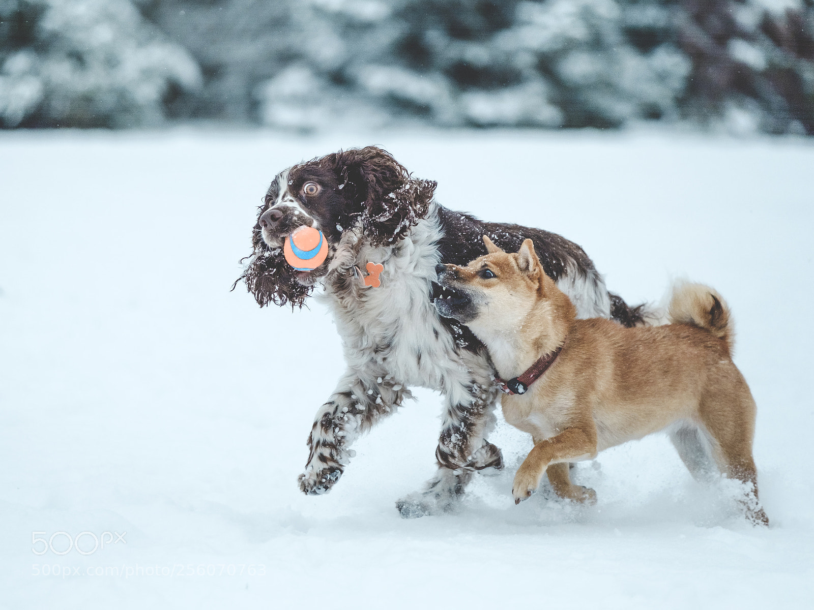Fujifilm X-T2 sample photo. Puppies enjoying the snow photography