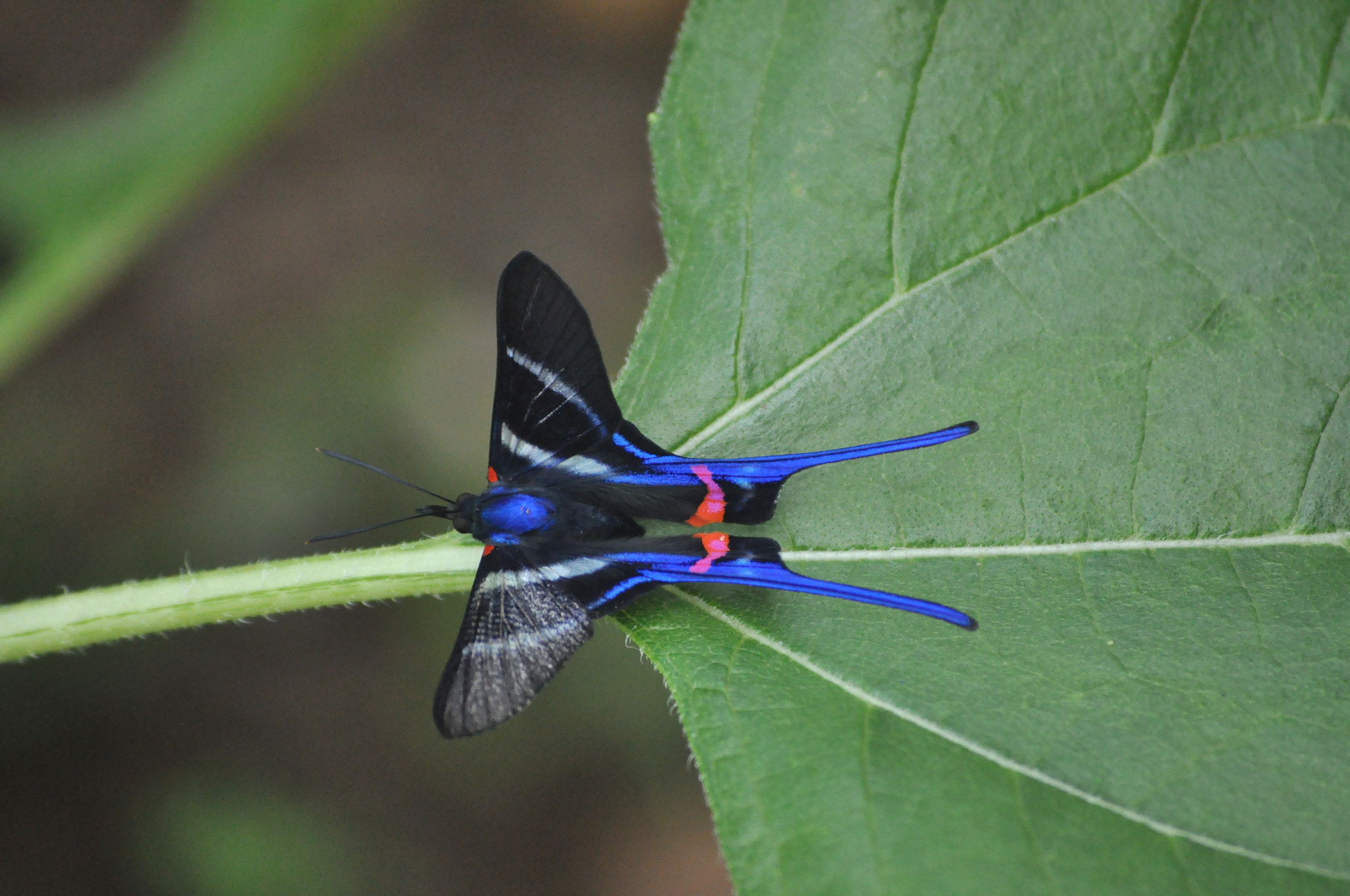 Nikon D5000 sample photo. Sin...título... photography