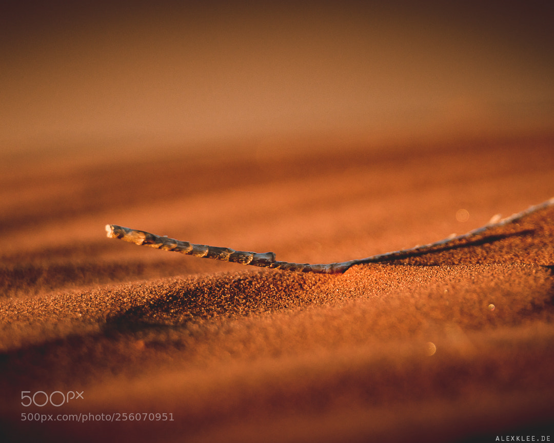 Canon EOS 7D Mark II sample photo. Stick in sand during photography