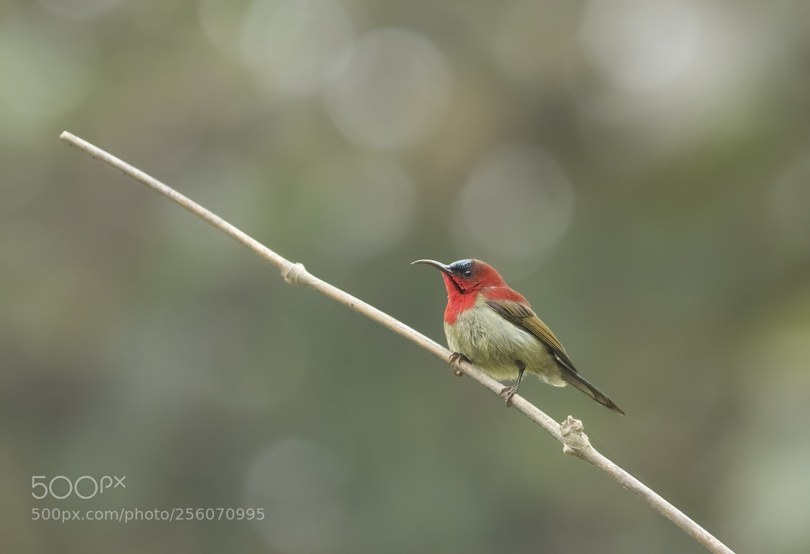 Canon EOS 7D Mark II sample photo. Crimson sunbird photography