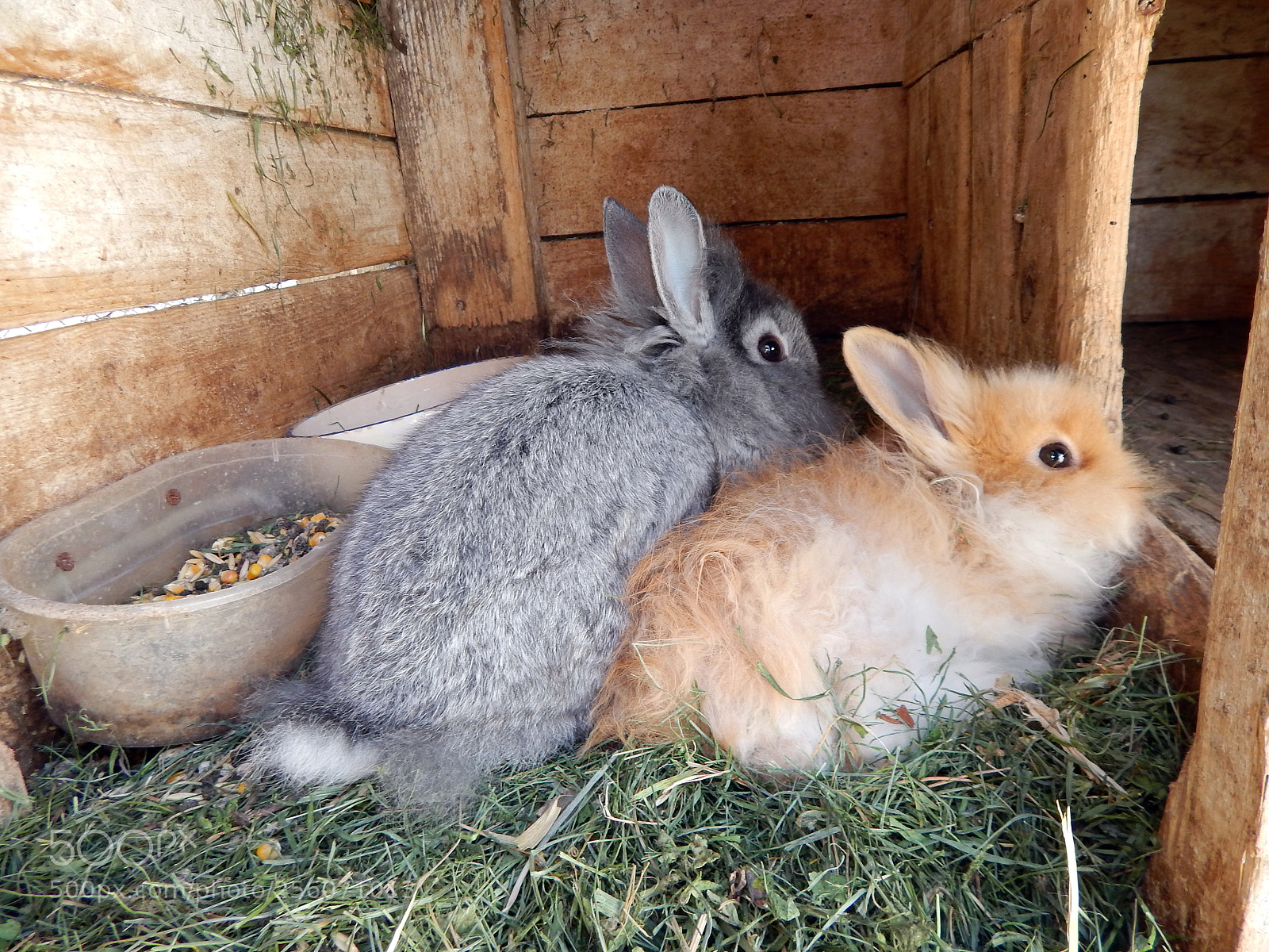 Nikon Coolpix L820 sample photo. Rabbits in the aviary photography