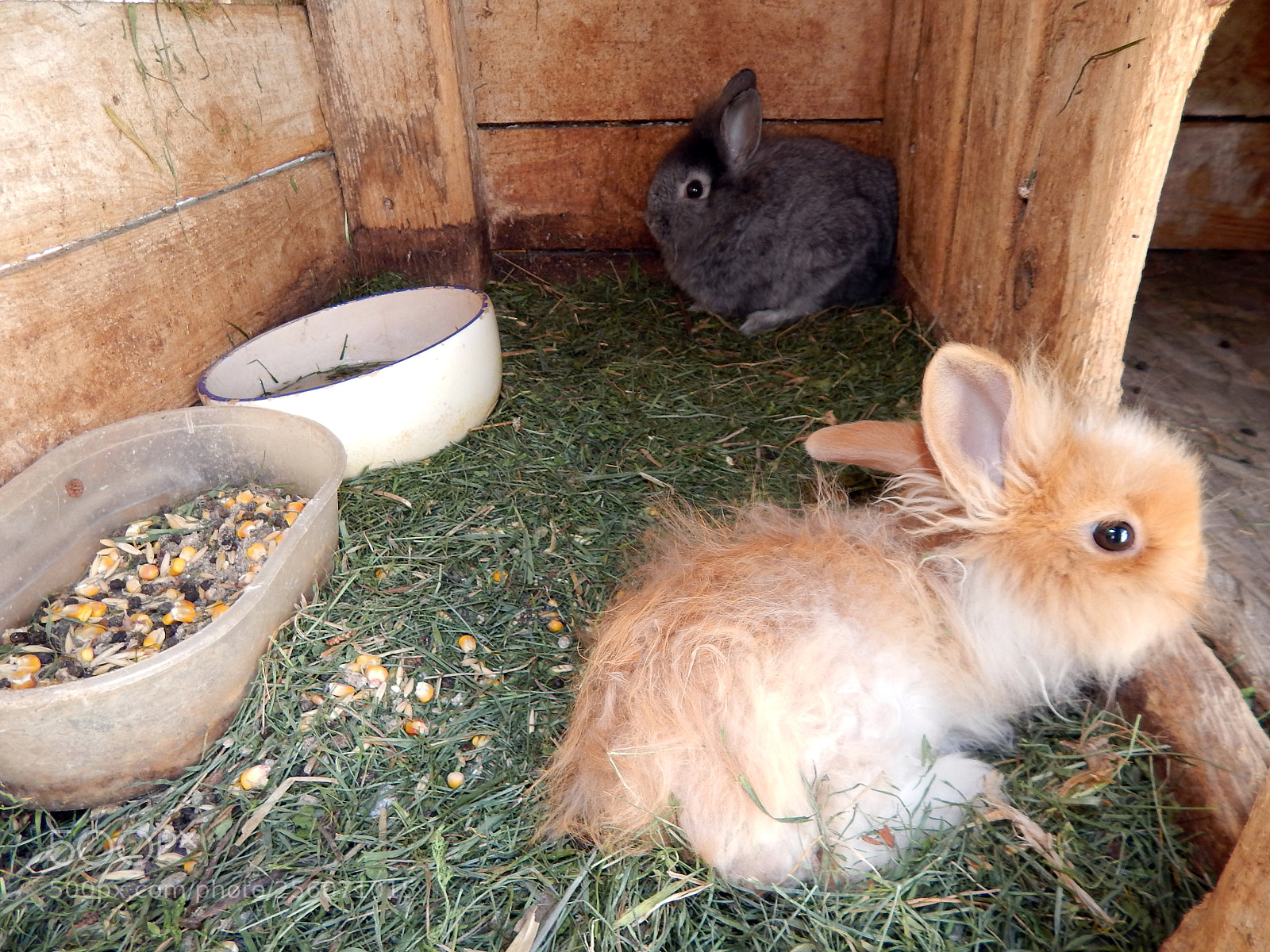 Nikon Coolpix L820 sample photo. Rabbits in the aviary photography