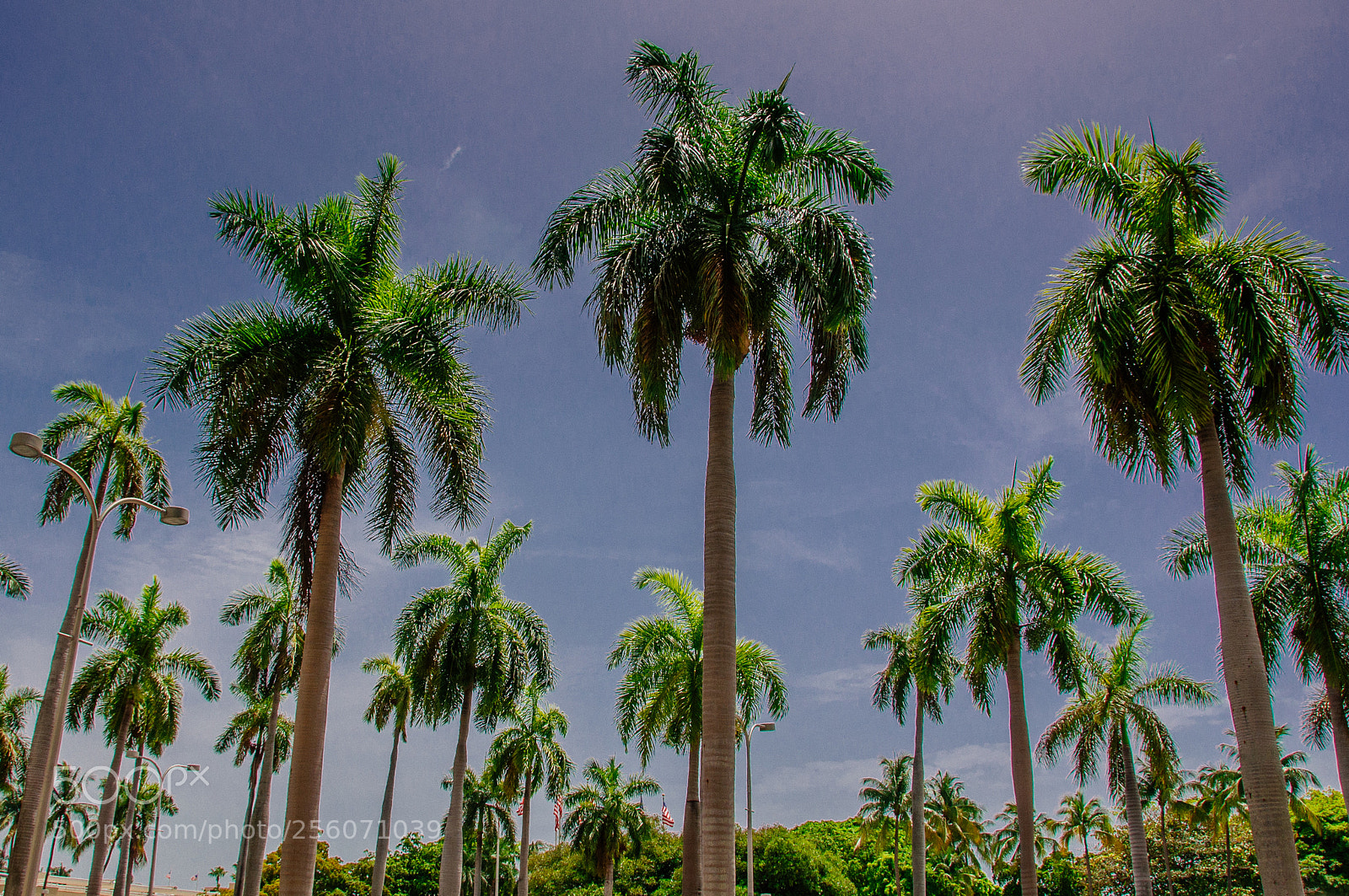 Nikon D90 sample photo. Palm trees photography