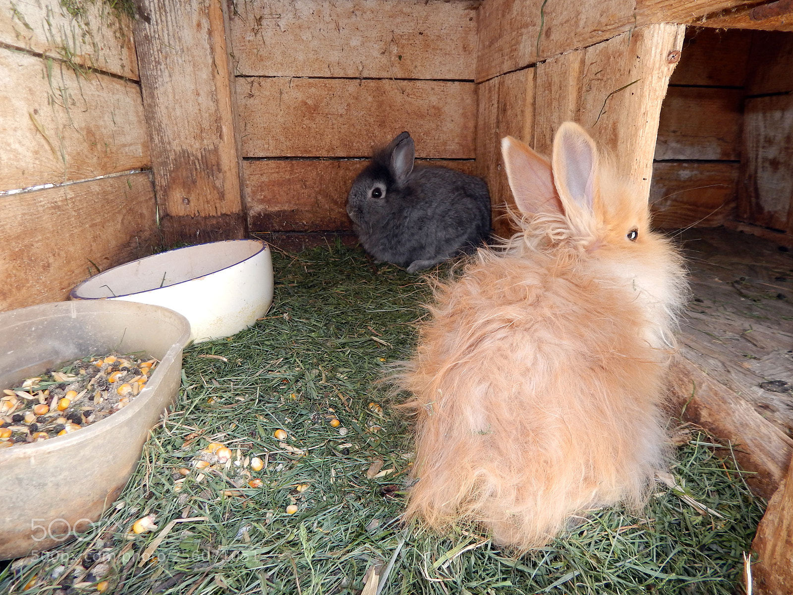 Nikon Coolpix L820 sample photo. Rabbits in the aviary photography
