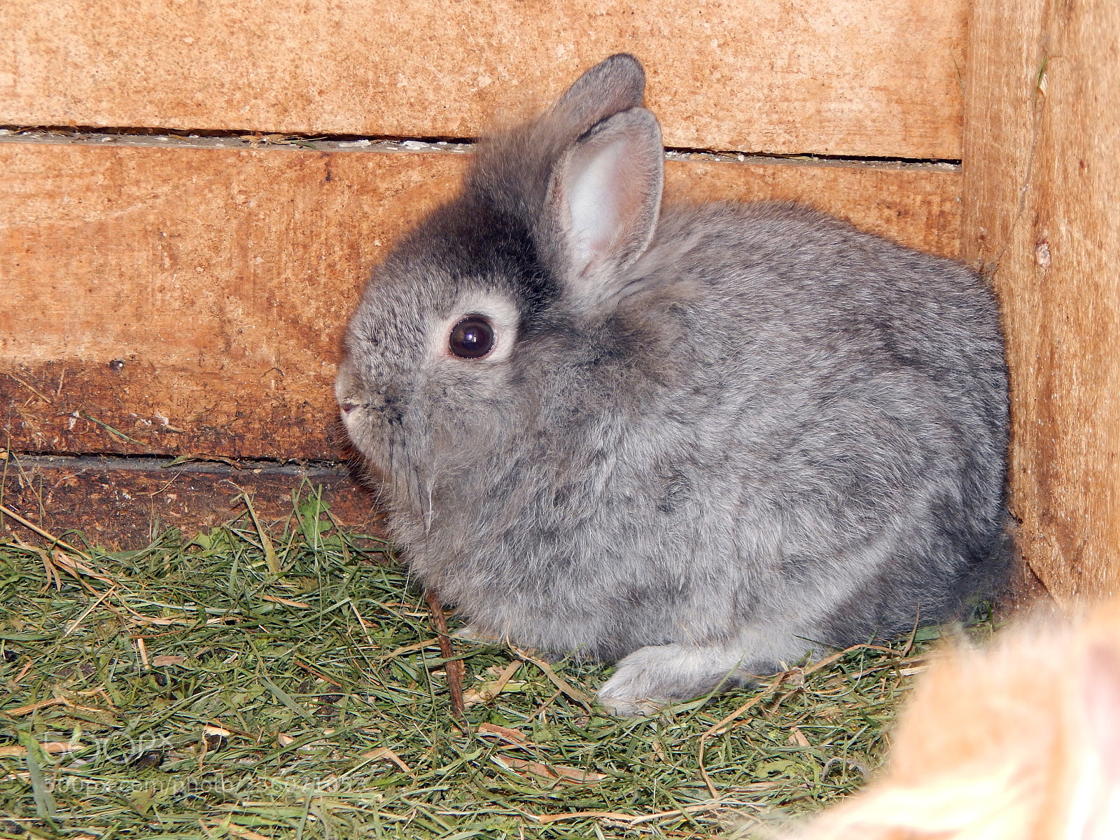 Nikon Coolpix L820 sample photo. Rabbits in the aviary photography