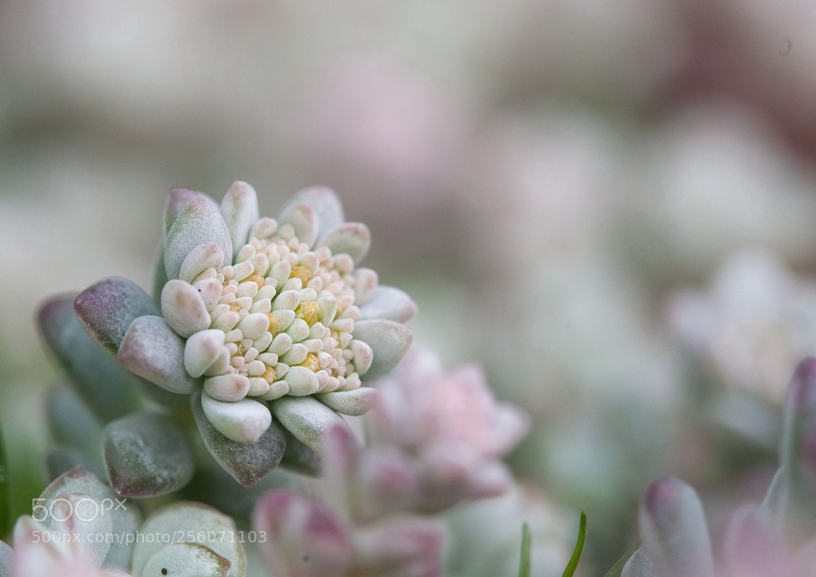Canon EOS 5D sample photo. Succulent. photography