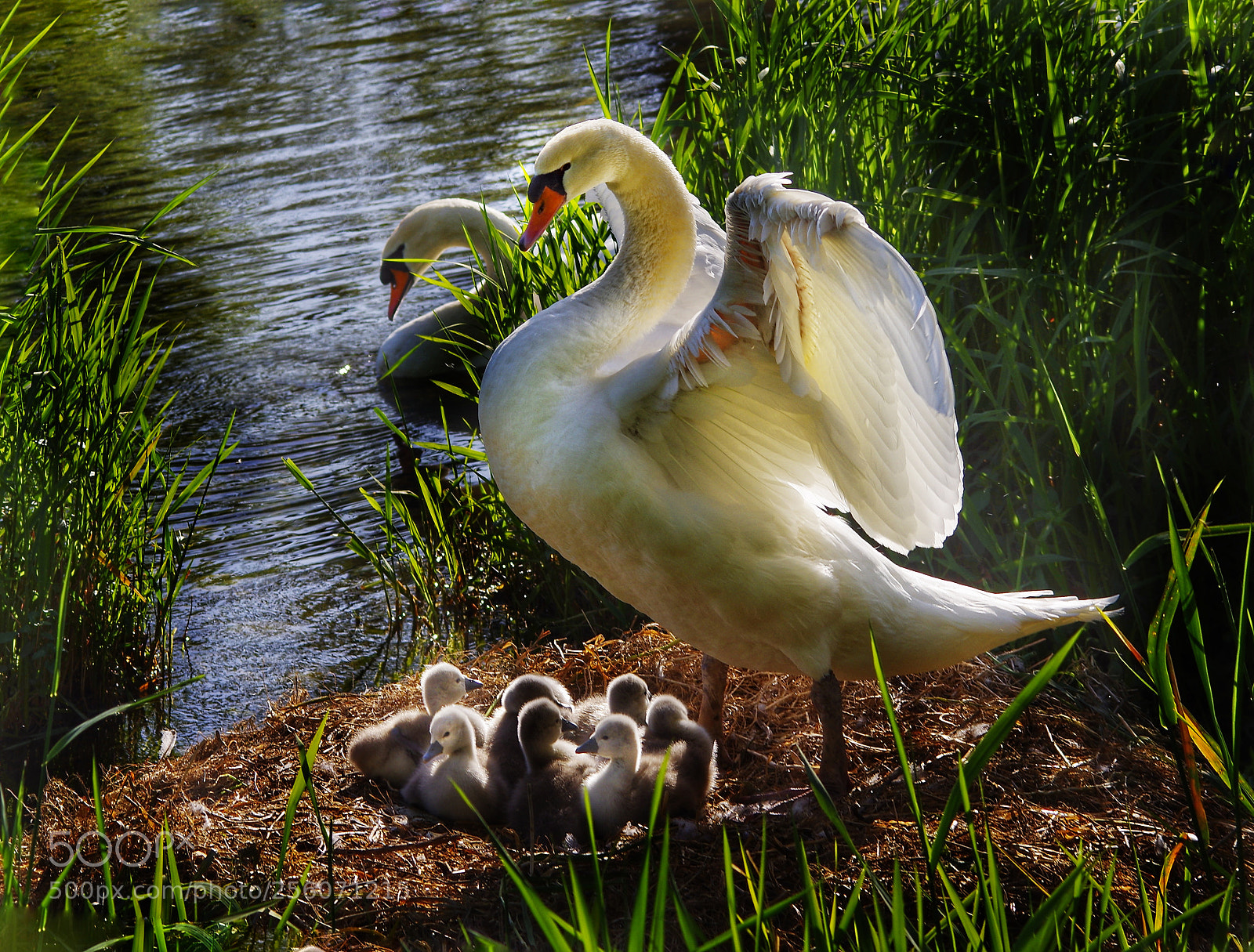 Pentax K-3 sample photo. Sweet moment... photography