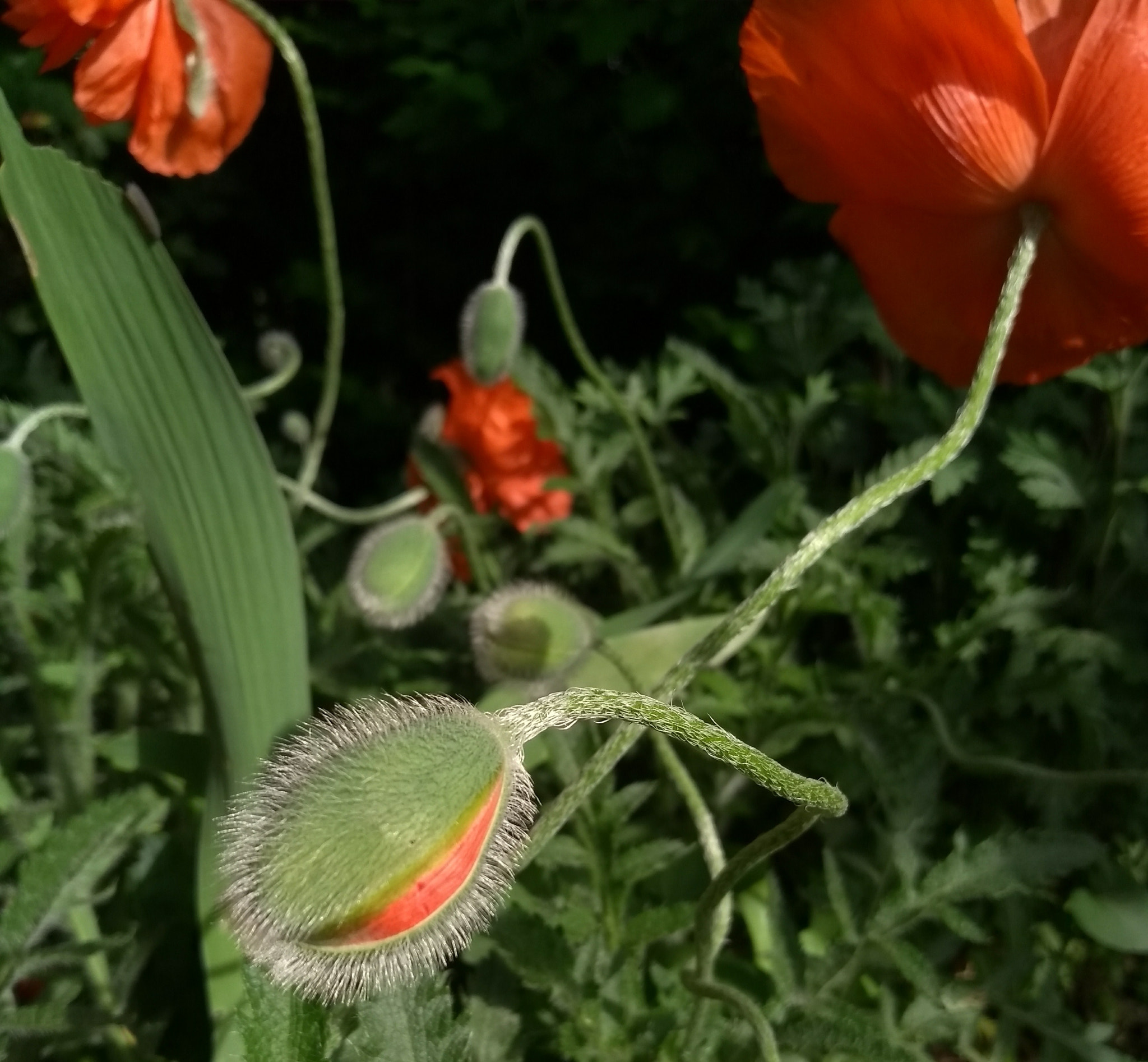 Motorola Moto G (5S) sample photo. Poppy eye photography